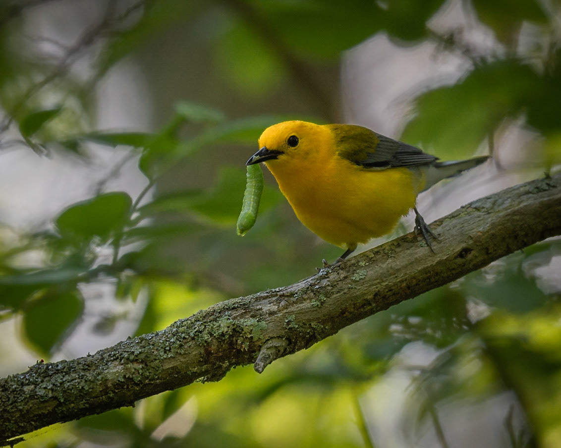 Prothonotary Warbler