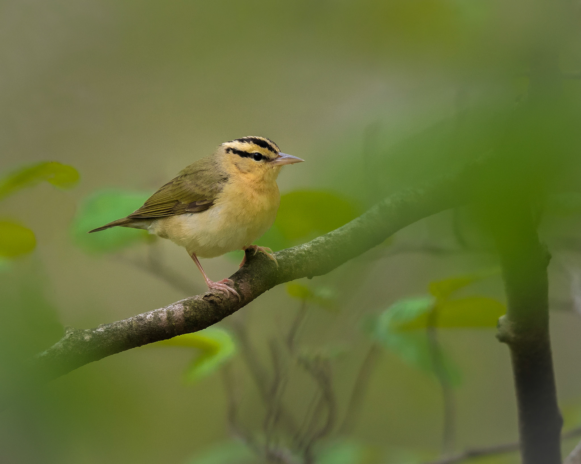 Worm-eating Warbler