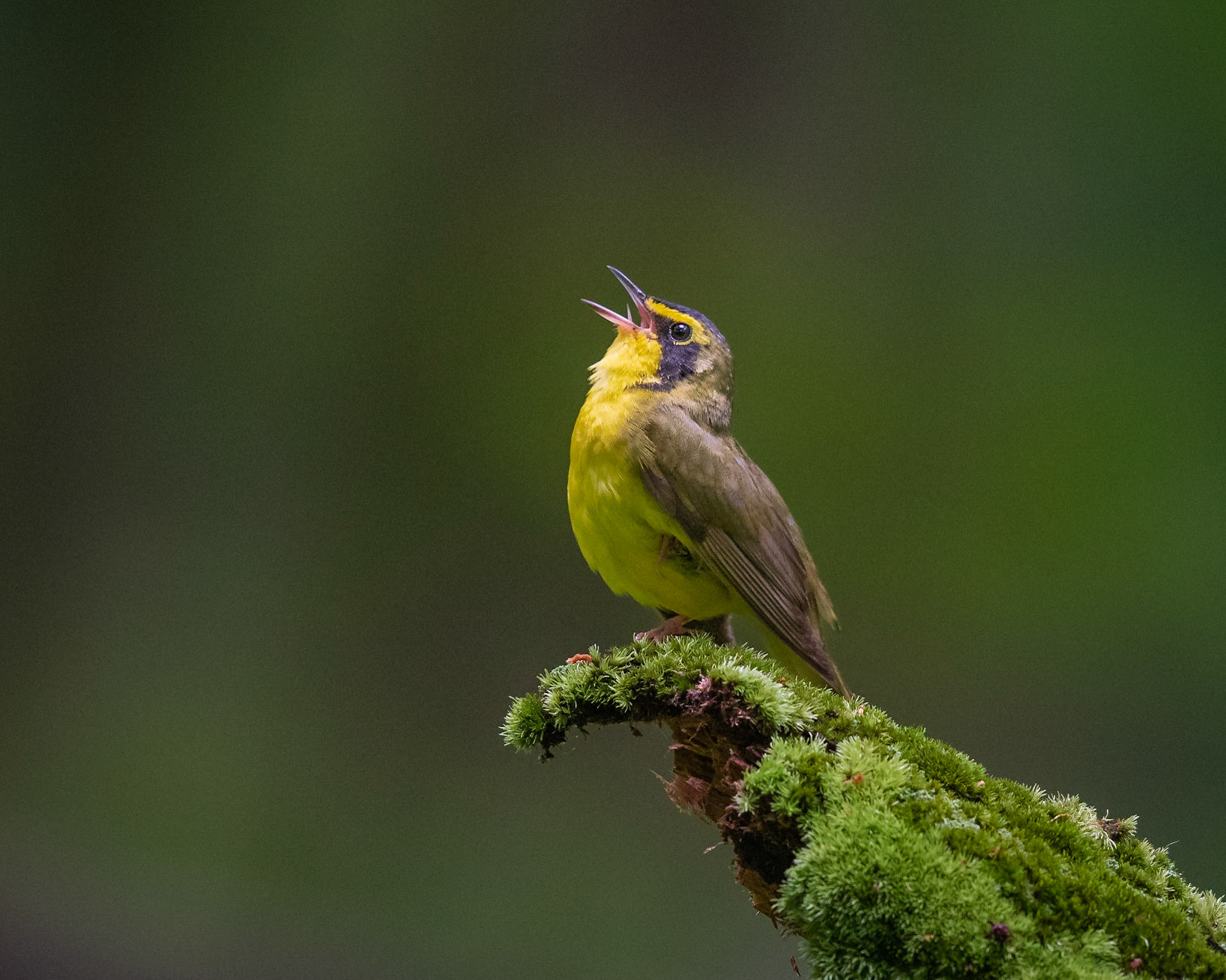 Kentucky Warbler