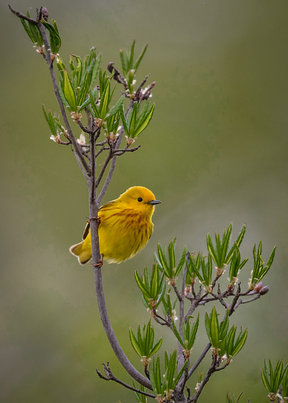 Yellow Warbler