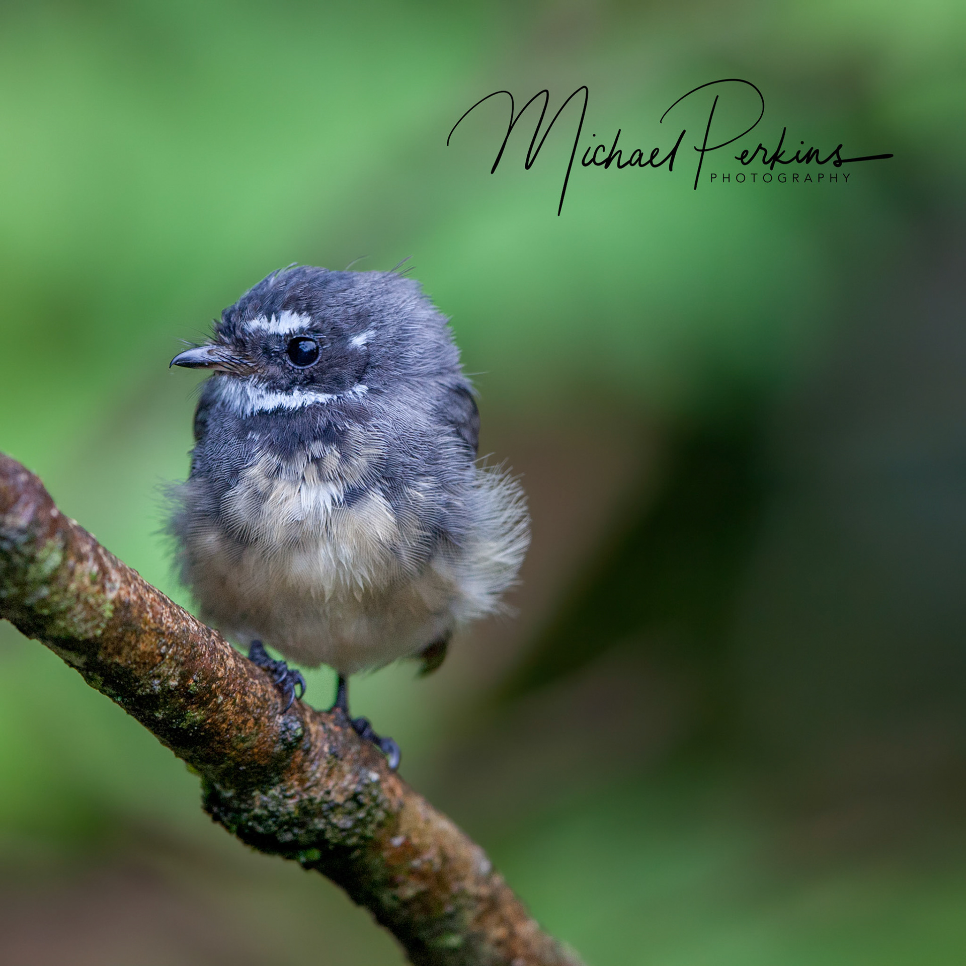Grey fantail