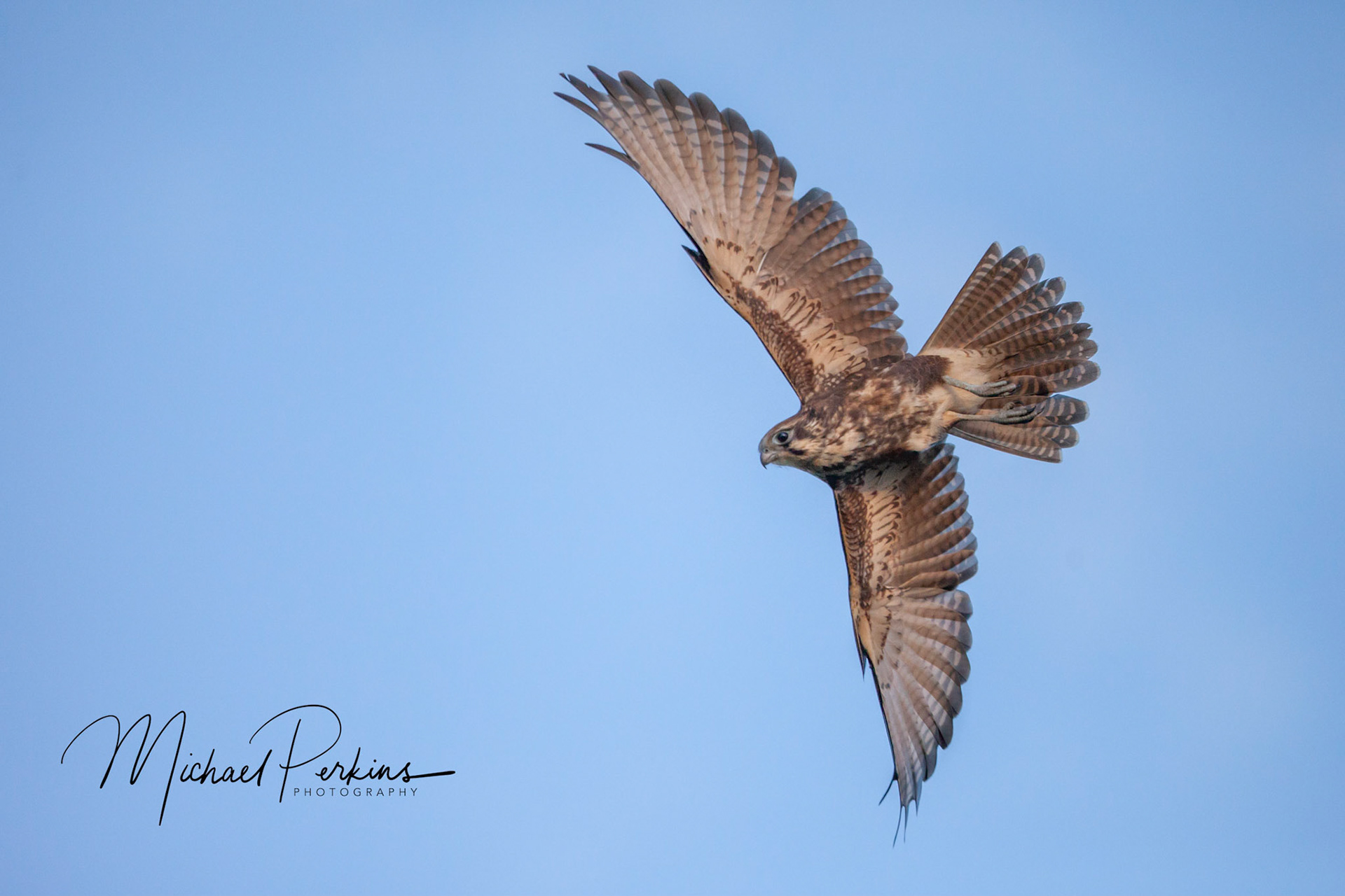 Brown falcon