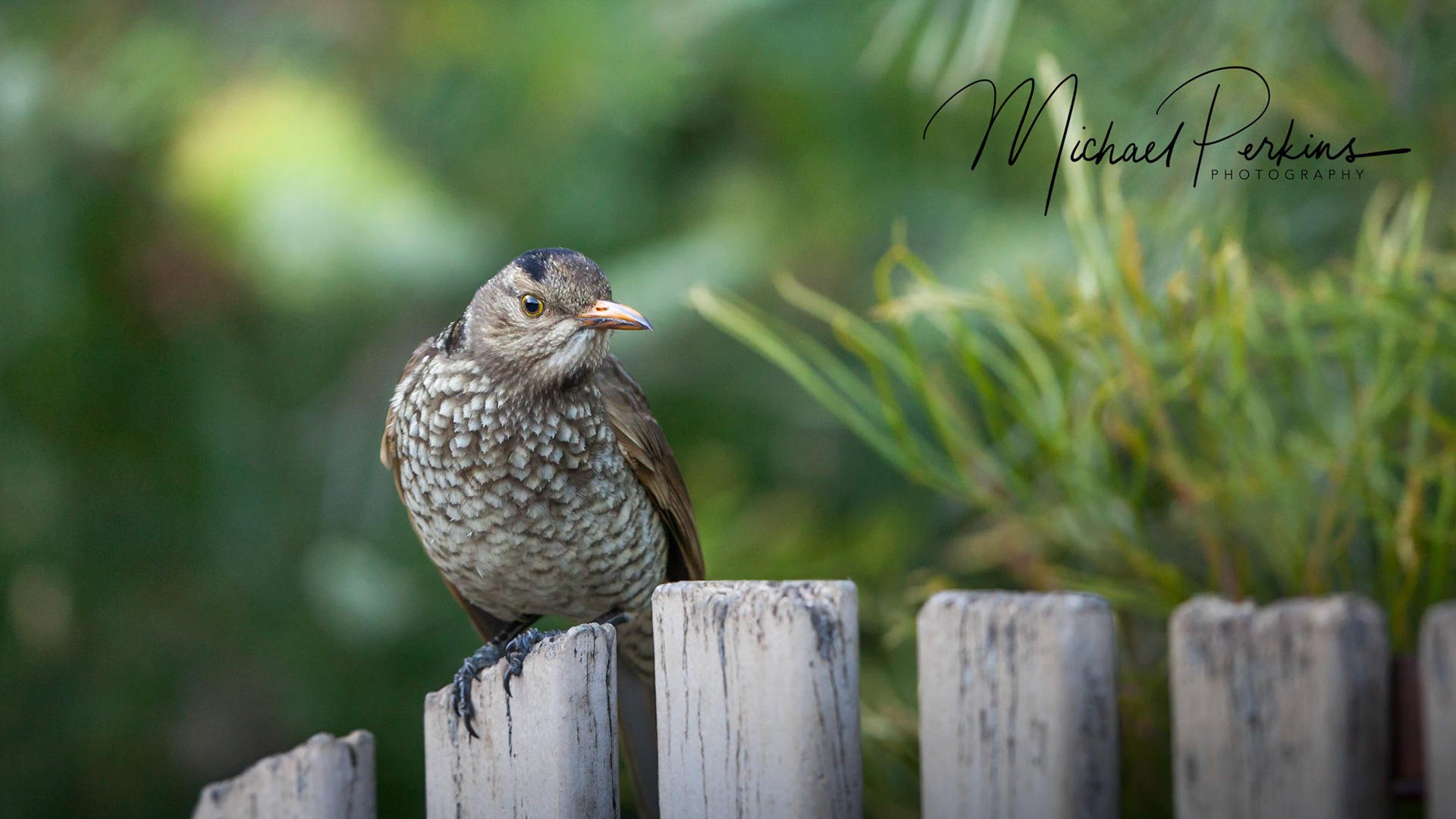 Regent bowerbird