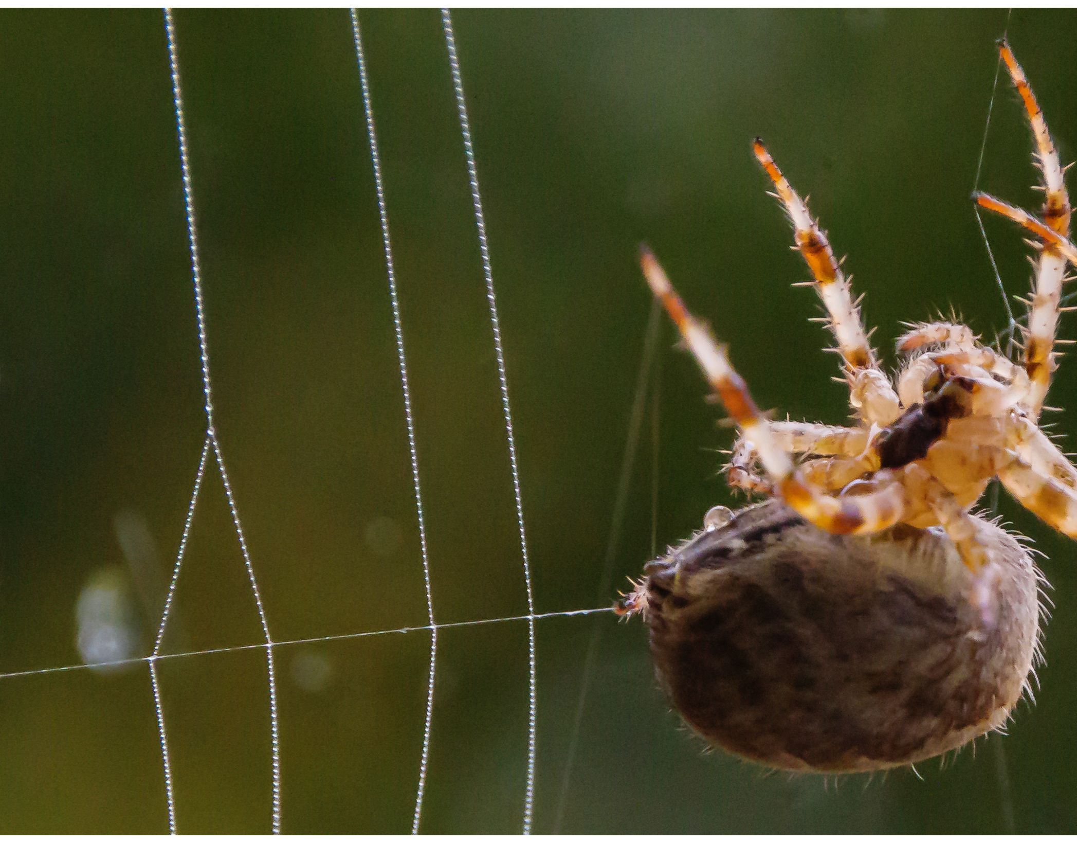 steve-smith-photography-spider-spinning-its-web