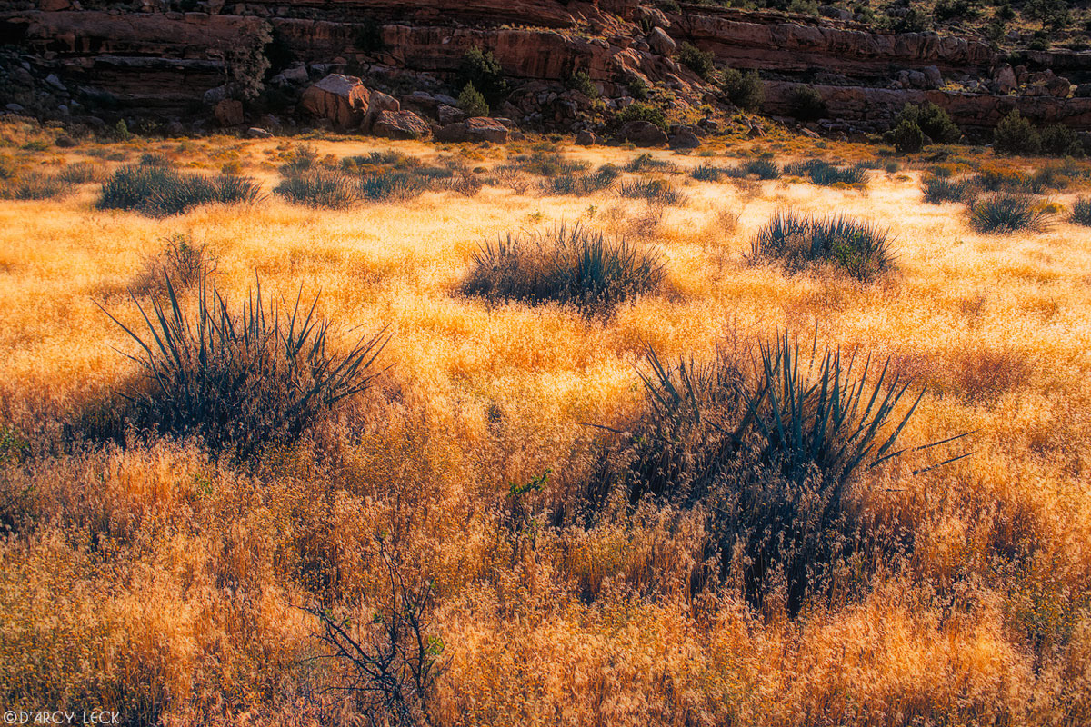 Yucca in field in autumn in the Tuweep Area of Grand Canyon National Park, Arizona