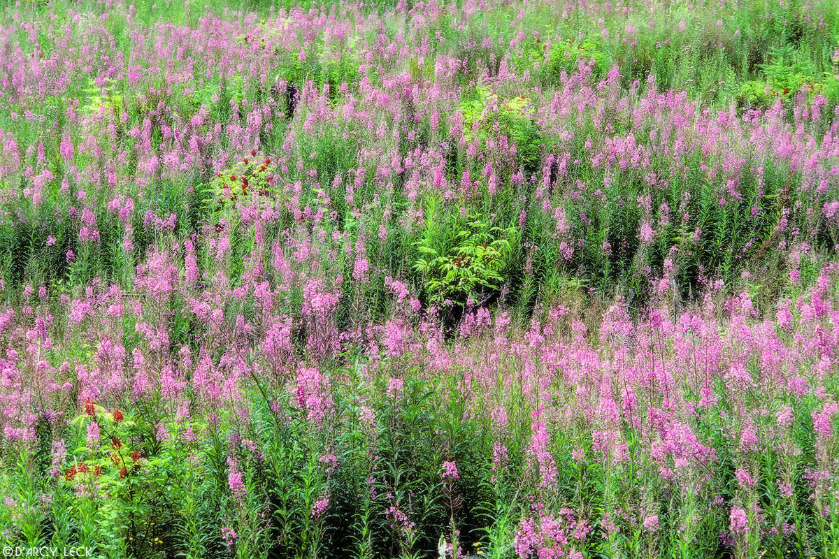 Field of pink-blossomed Fireweed in clearcut forest, Wenatchee National Forest, Washington