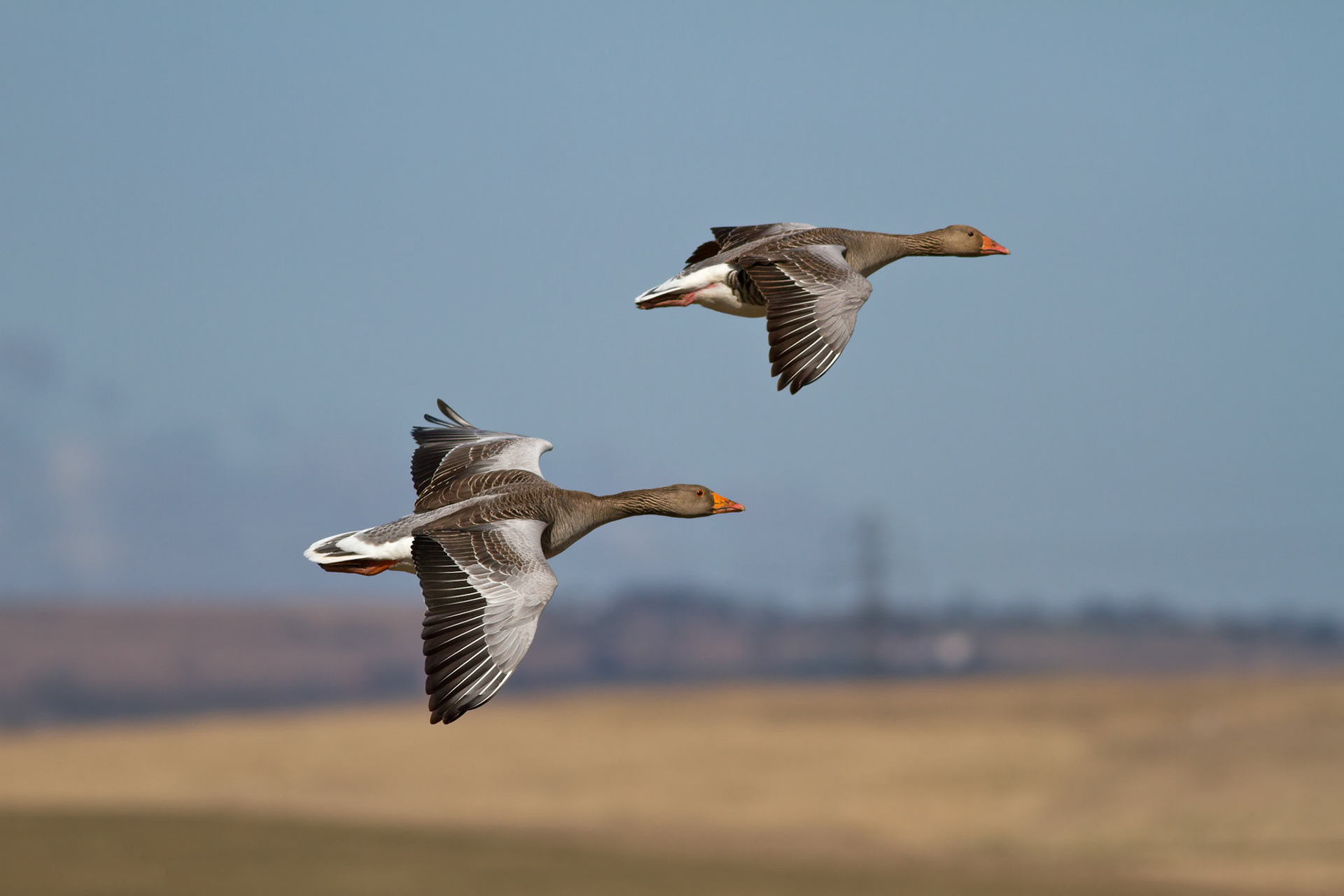 Wild Greylag Geese