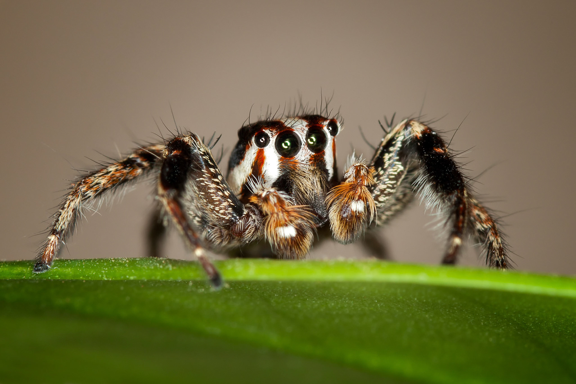 Jumping Spider (Plexippus Paykulli)