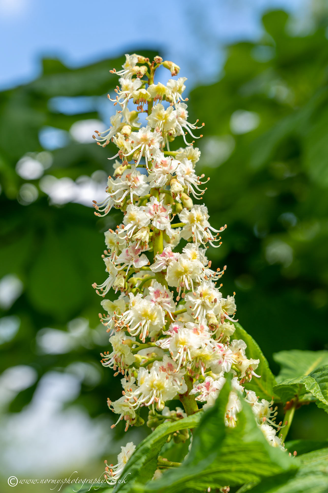 Conker tree