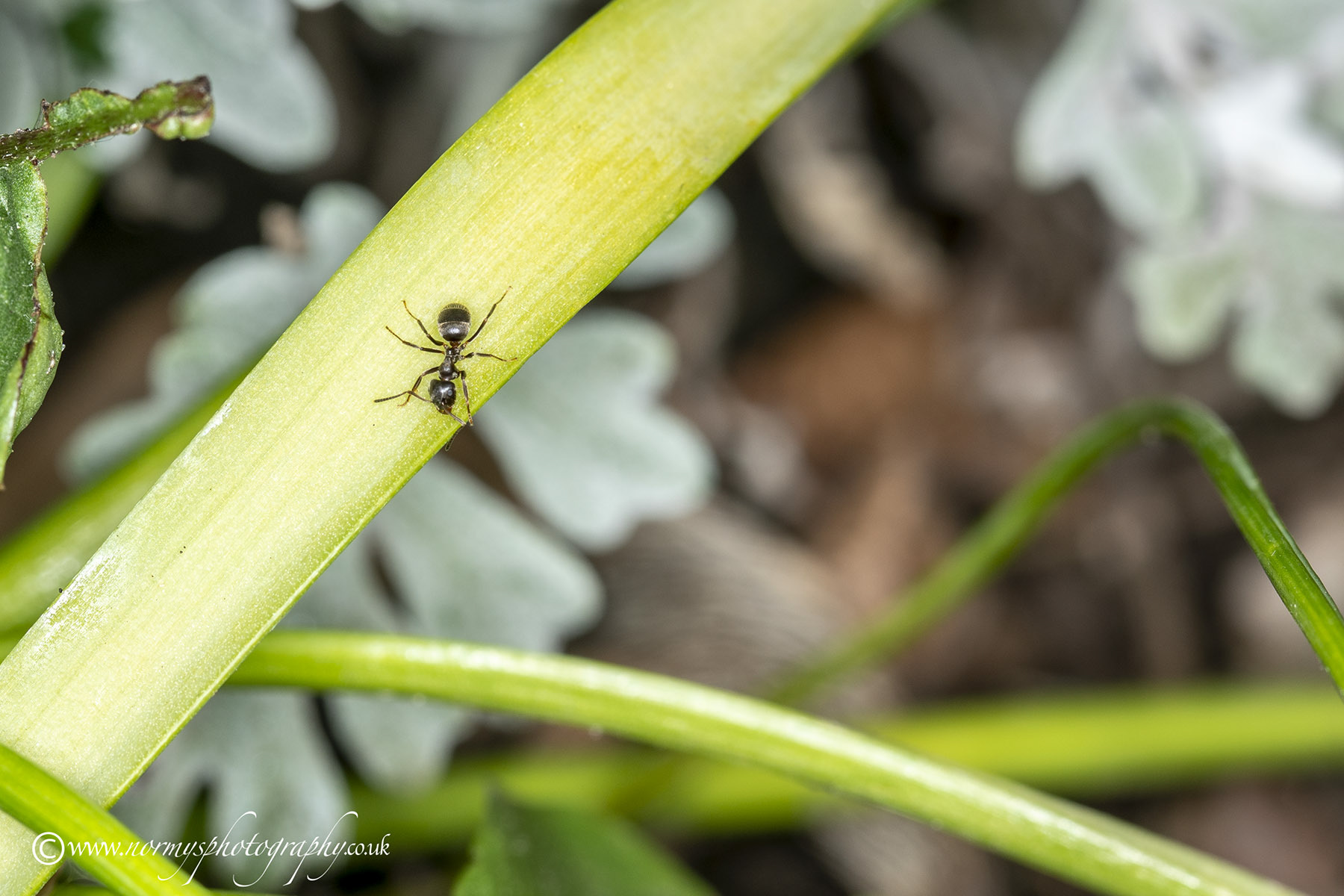 Small Black Ant
