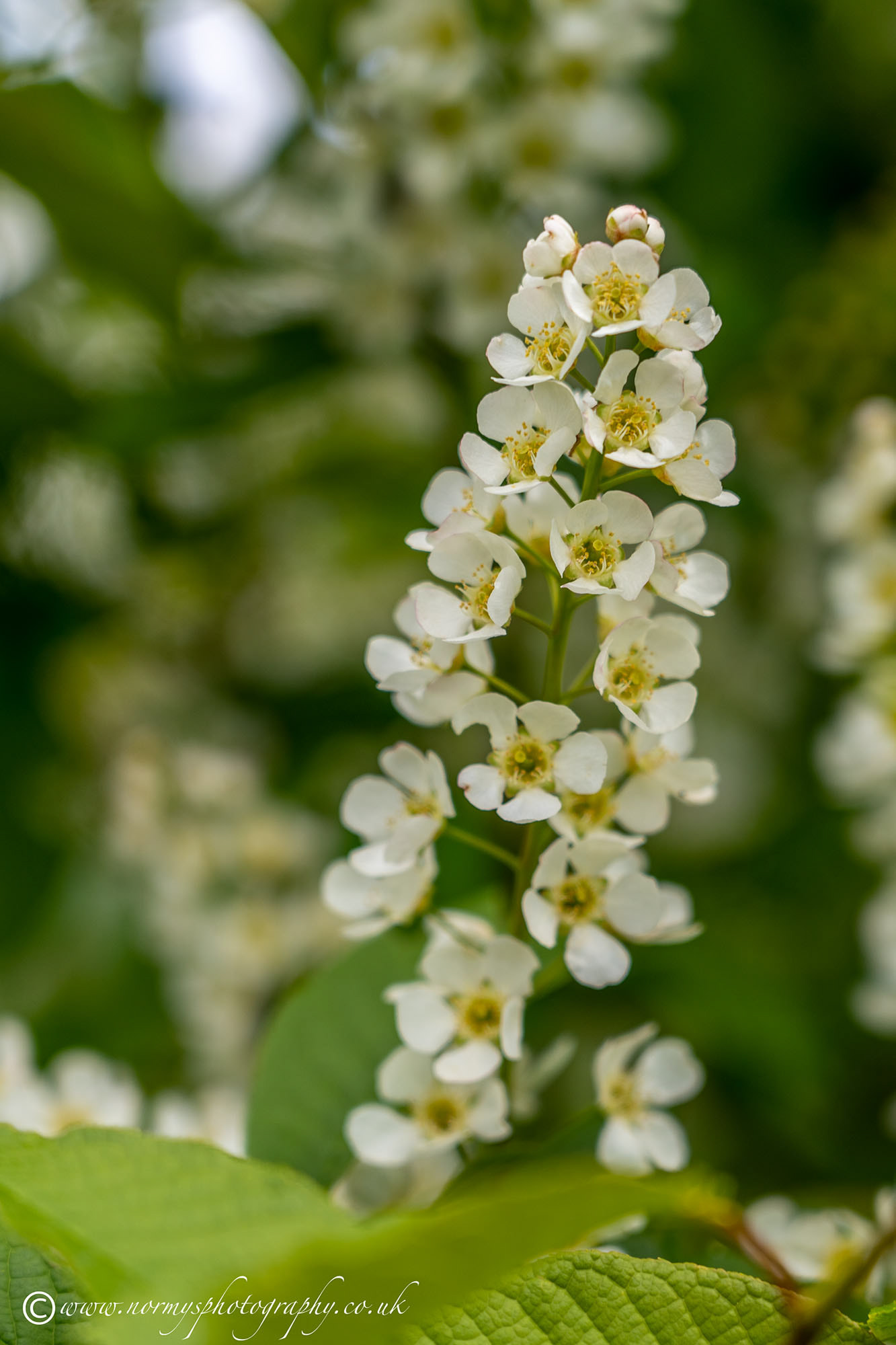 Bird Cherry