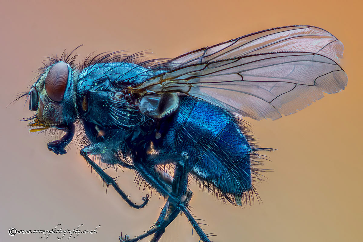Calliphora vicina - Blue Bottle