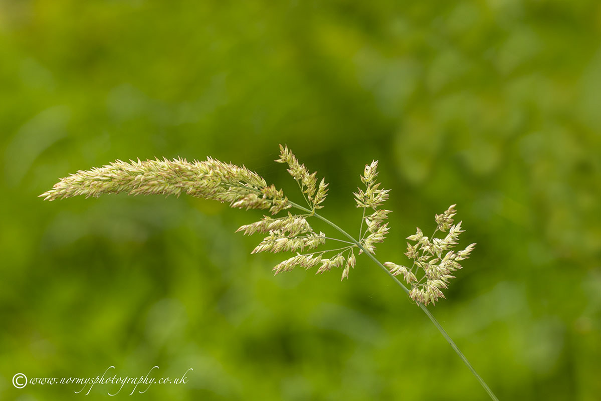 Holcus mollis - Creeping Soft-grass