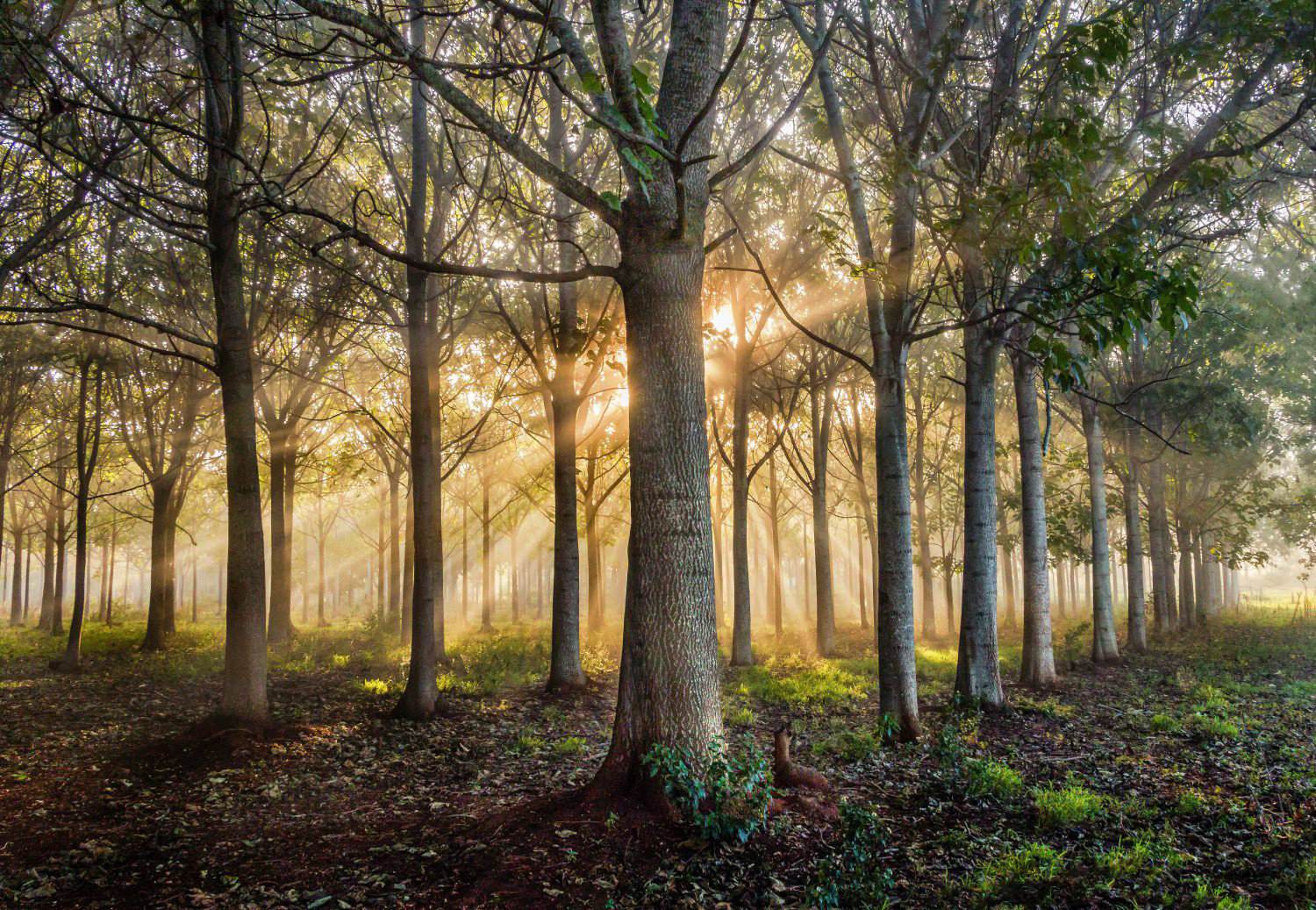 sunrise, rays, sunrays, mist, fog, beams, trees, forest, paulownia trees, wooroolin, nature, pretty, golden, morning, South Burnett