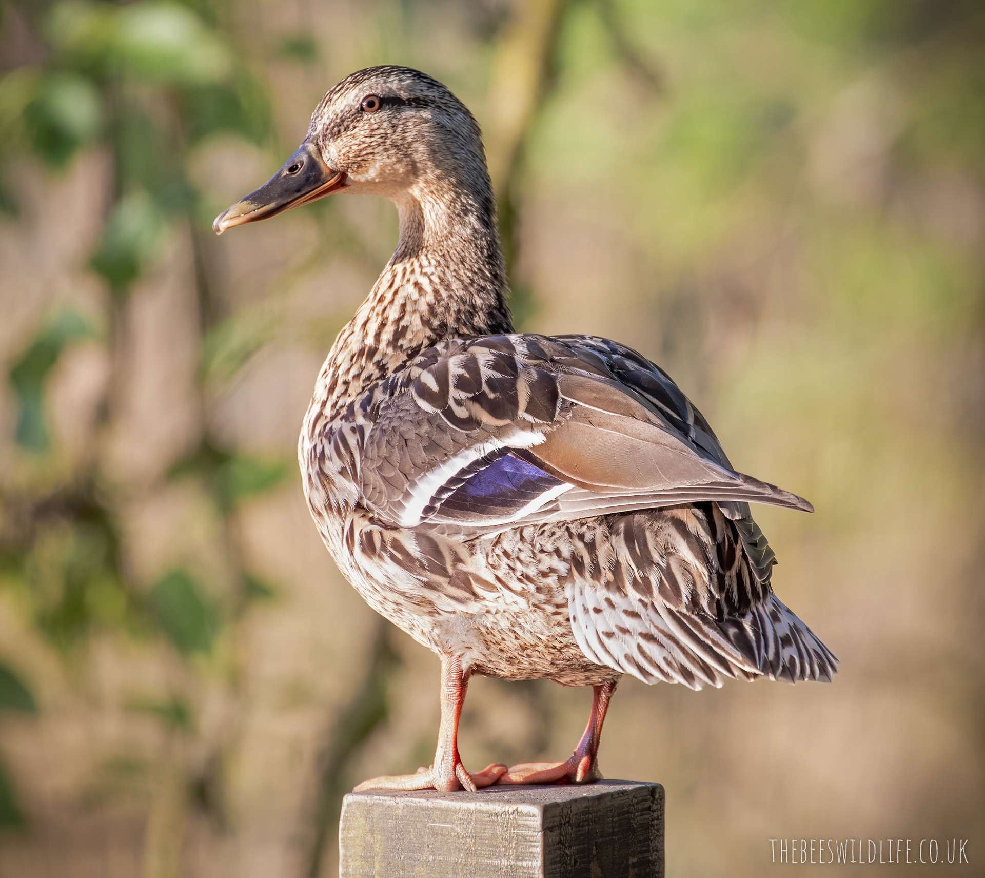 Mallard