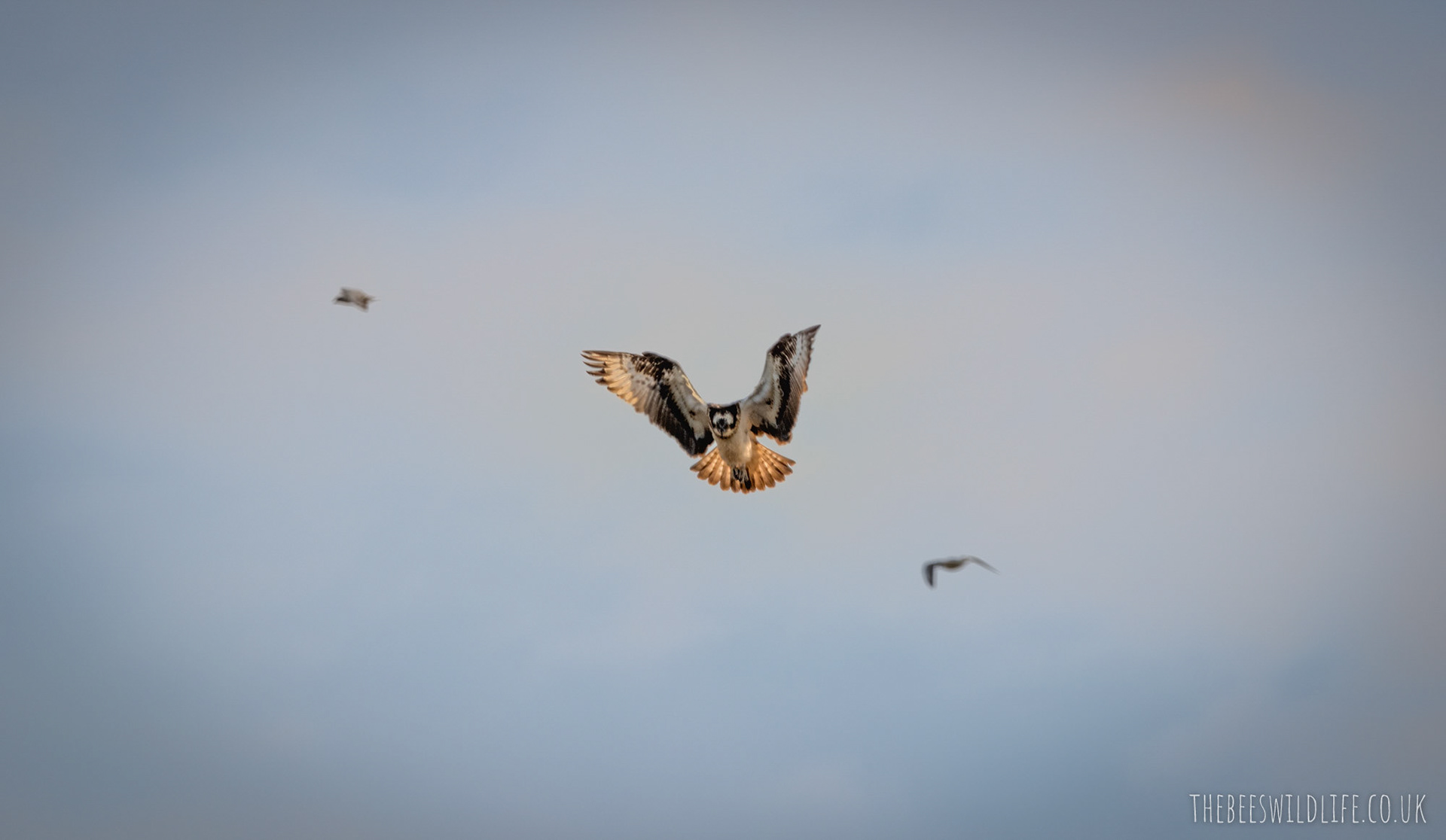 Osprey Hovering Over Leighton Moss