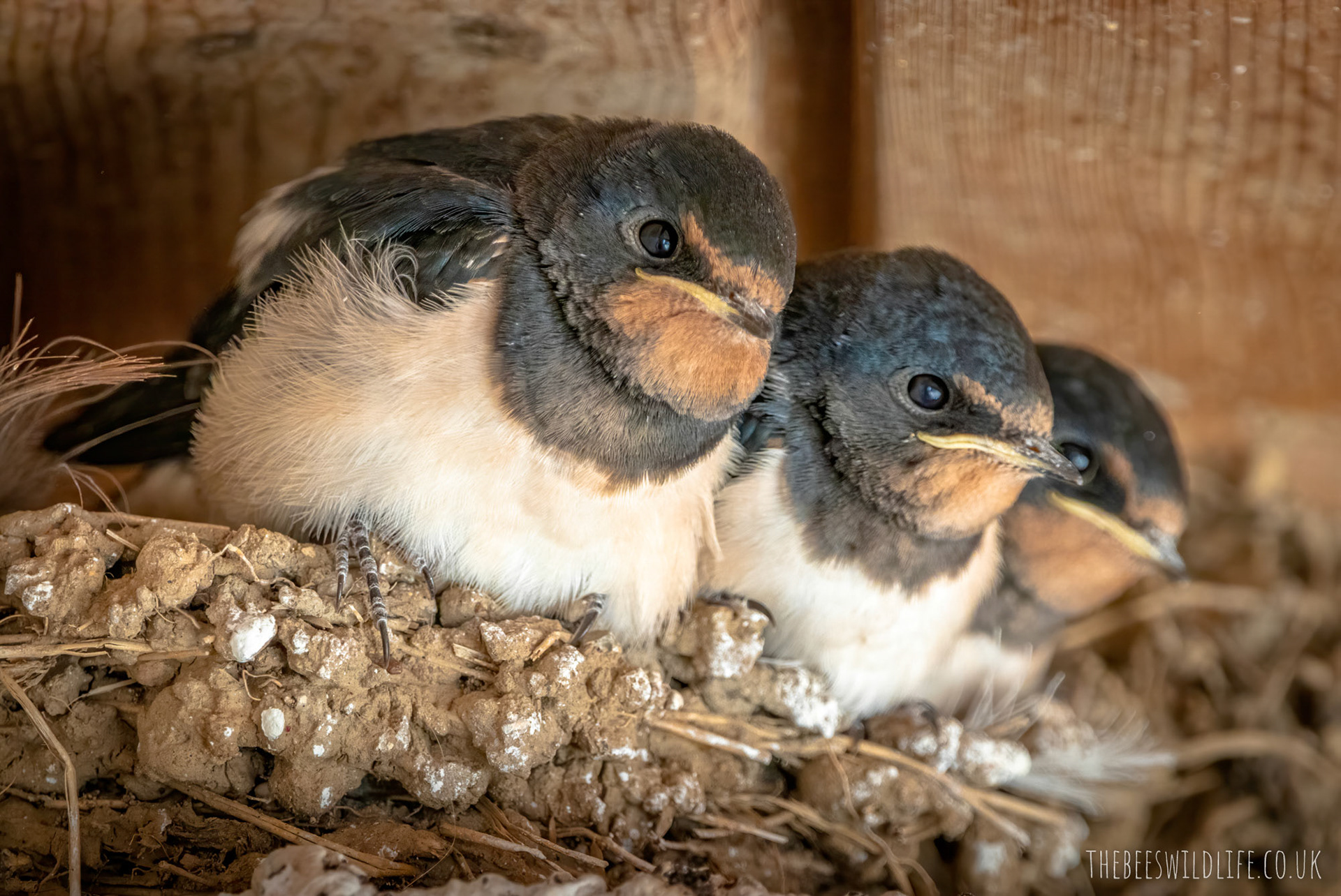 Swallow Nest