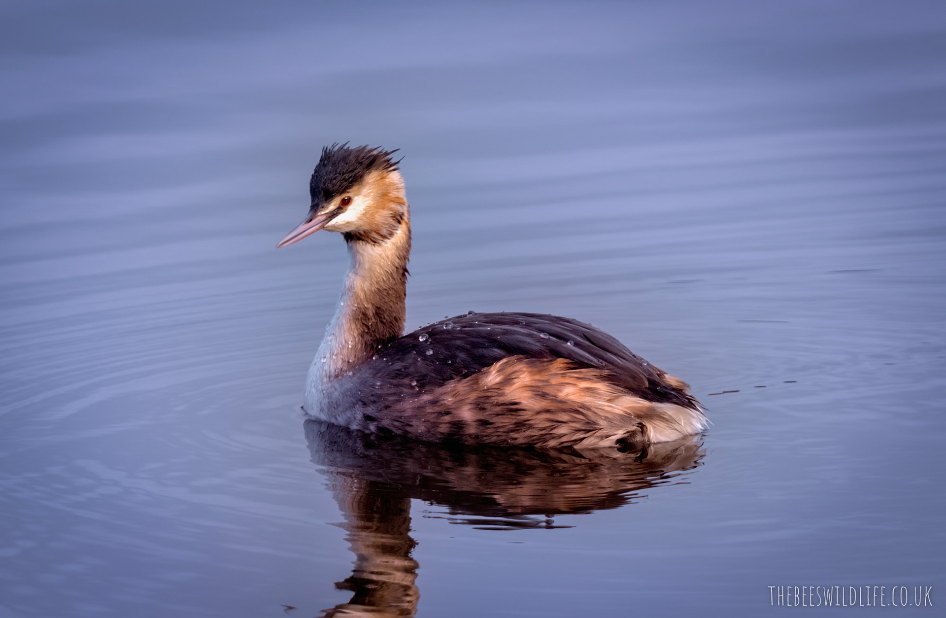 Crested Grebe Female - Mere Sands Wood
