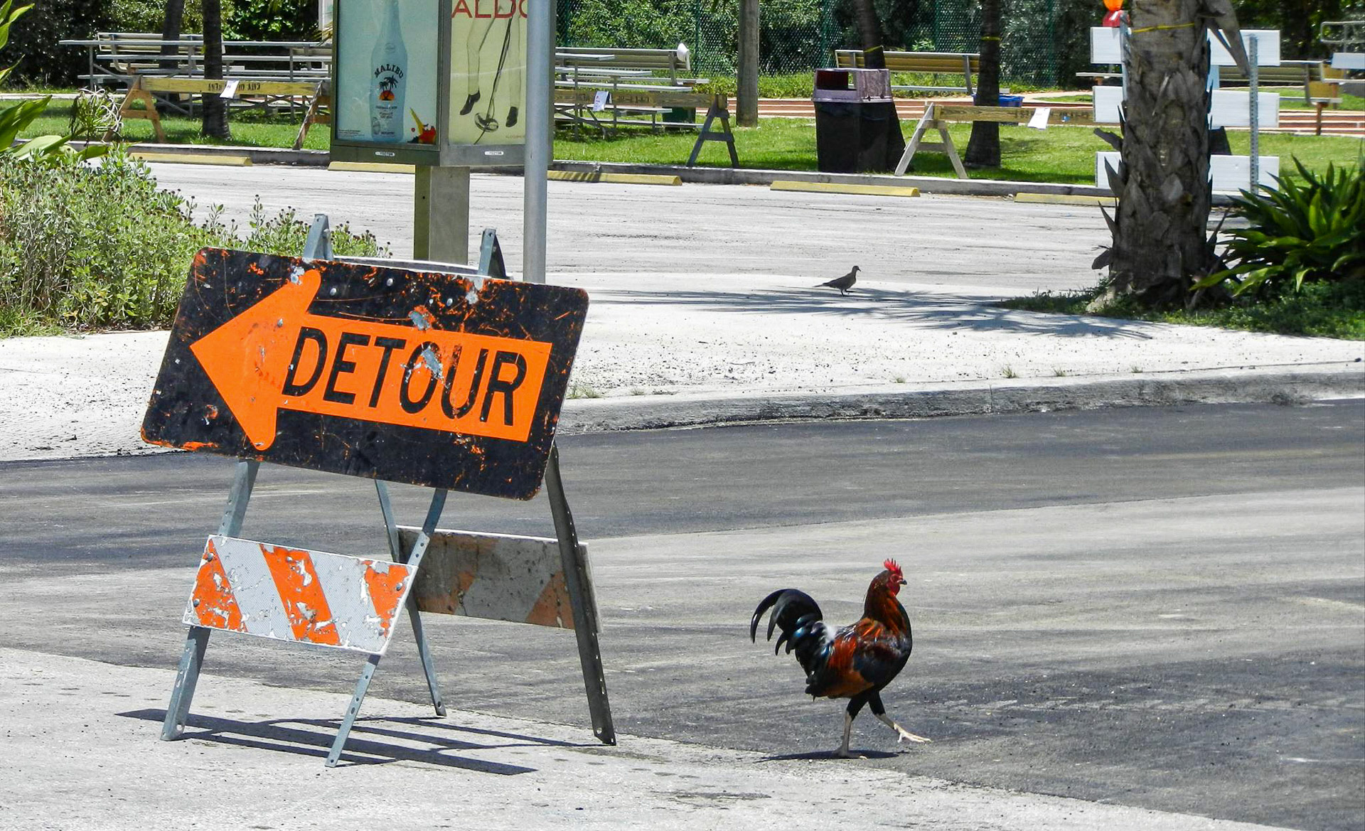 Chicken - Key West, FL