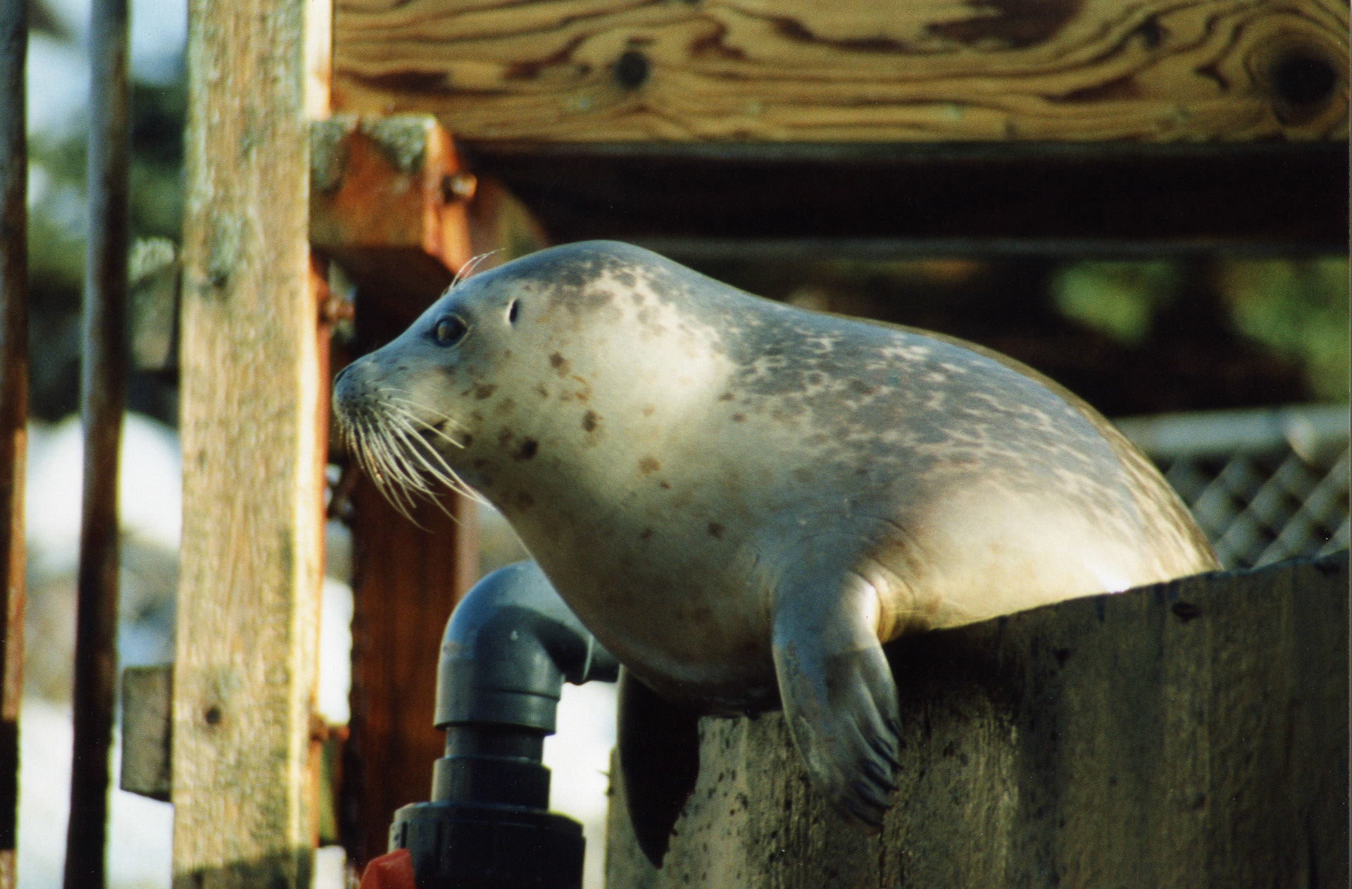 Harp Seal - Marine Lab