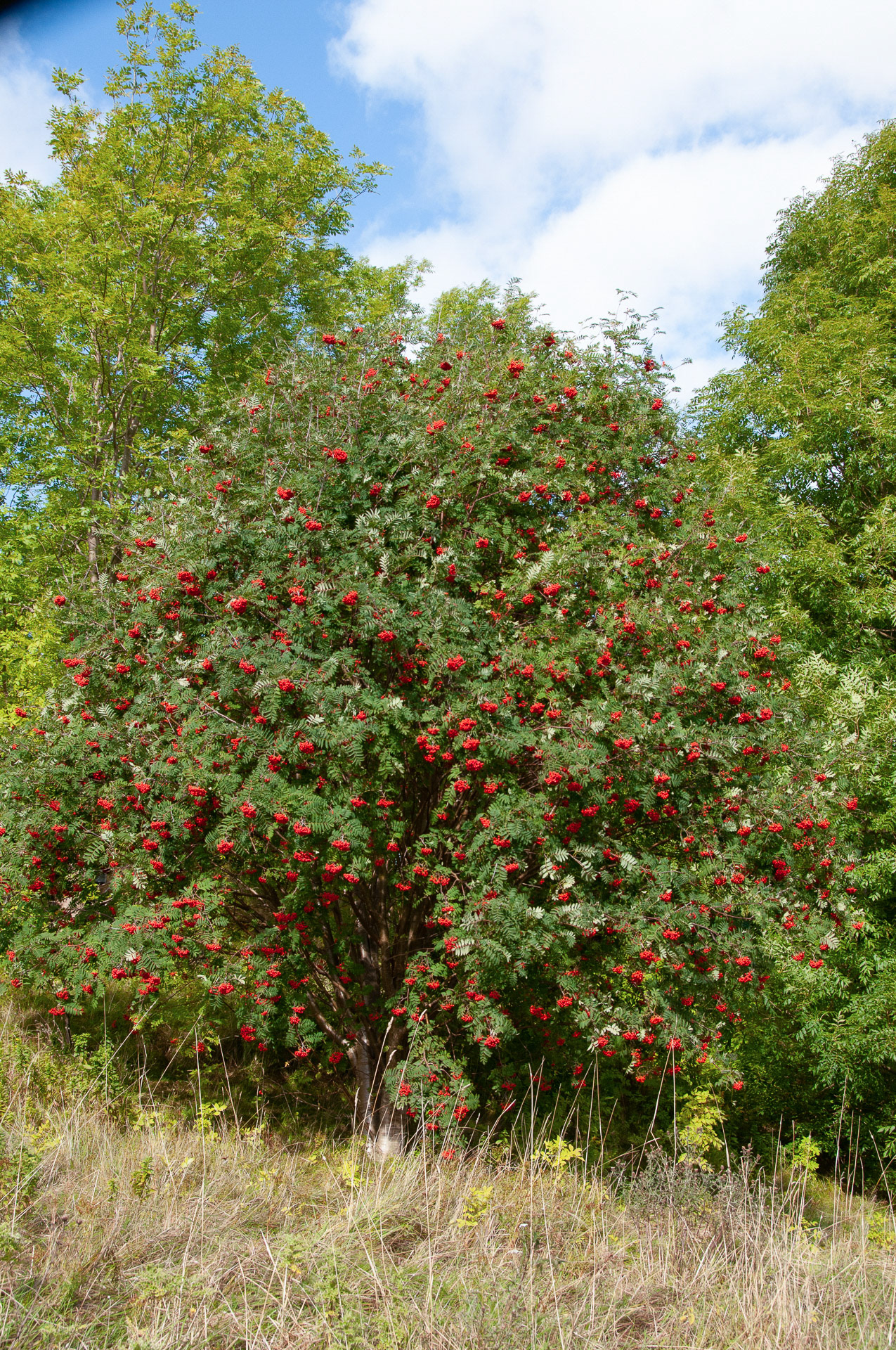 Dogberry Bush - Brigus, NL