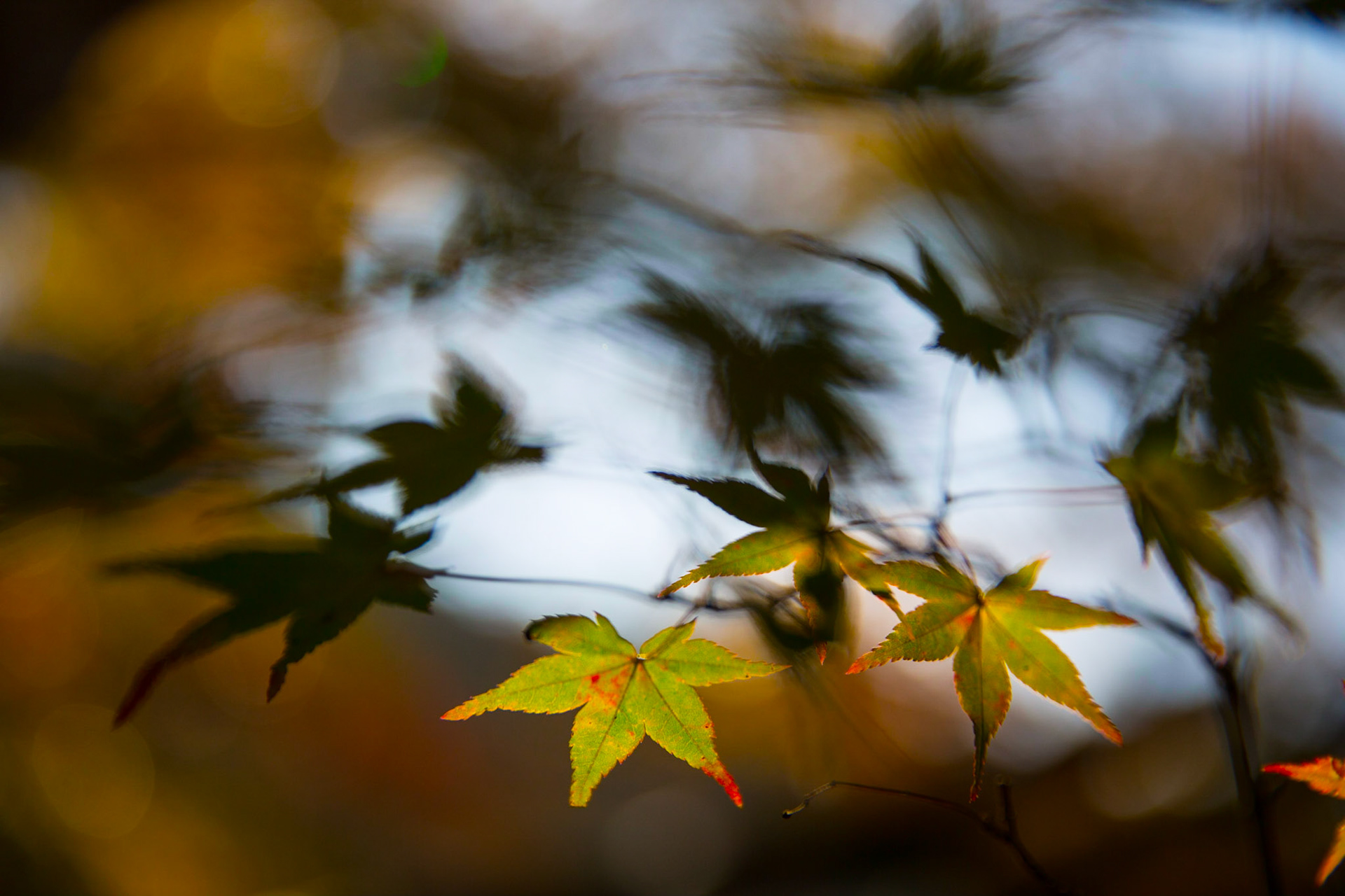 Daigo-Ji, kyoto, Japon,digi,