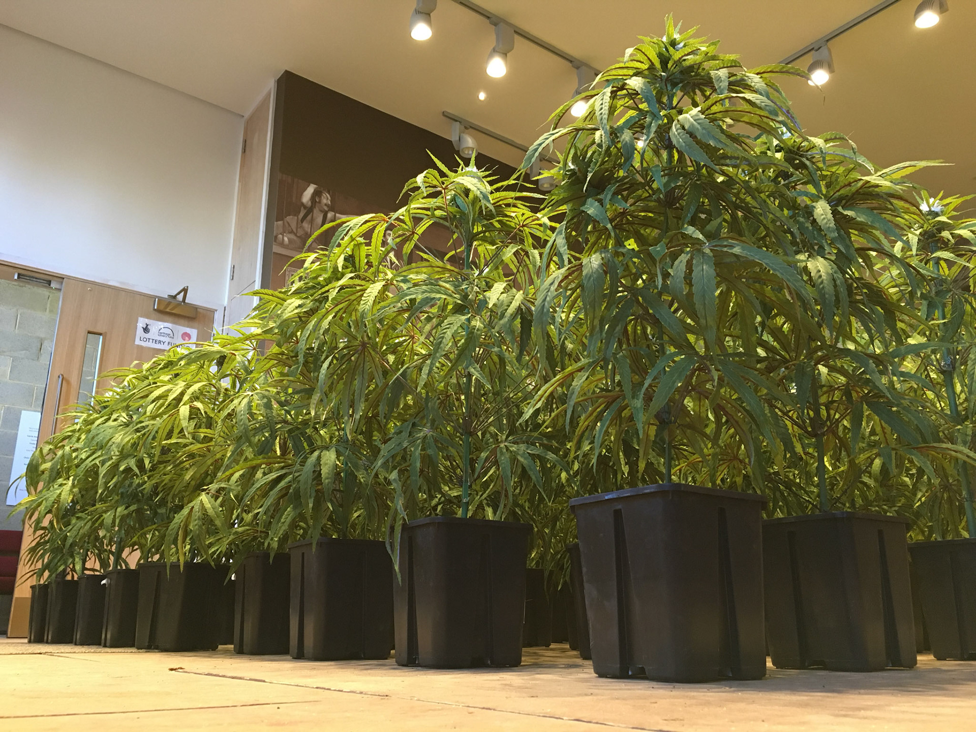 SATIVA CLONES 3ft