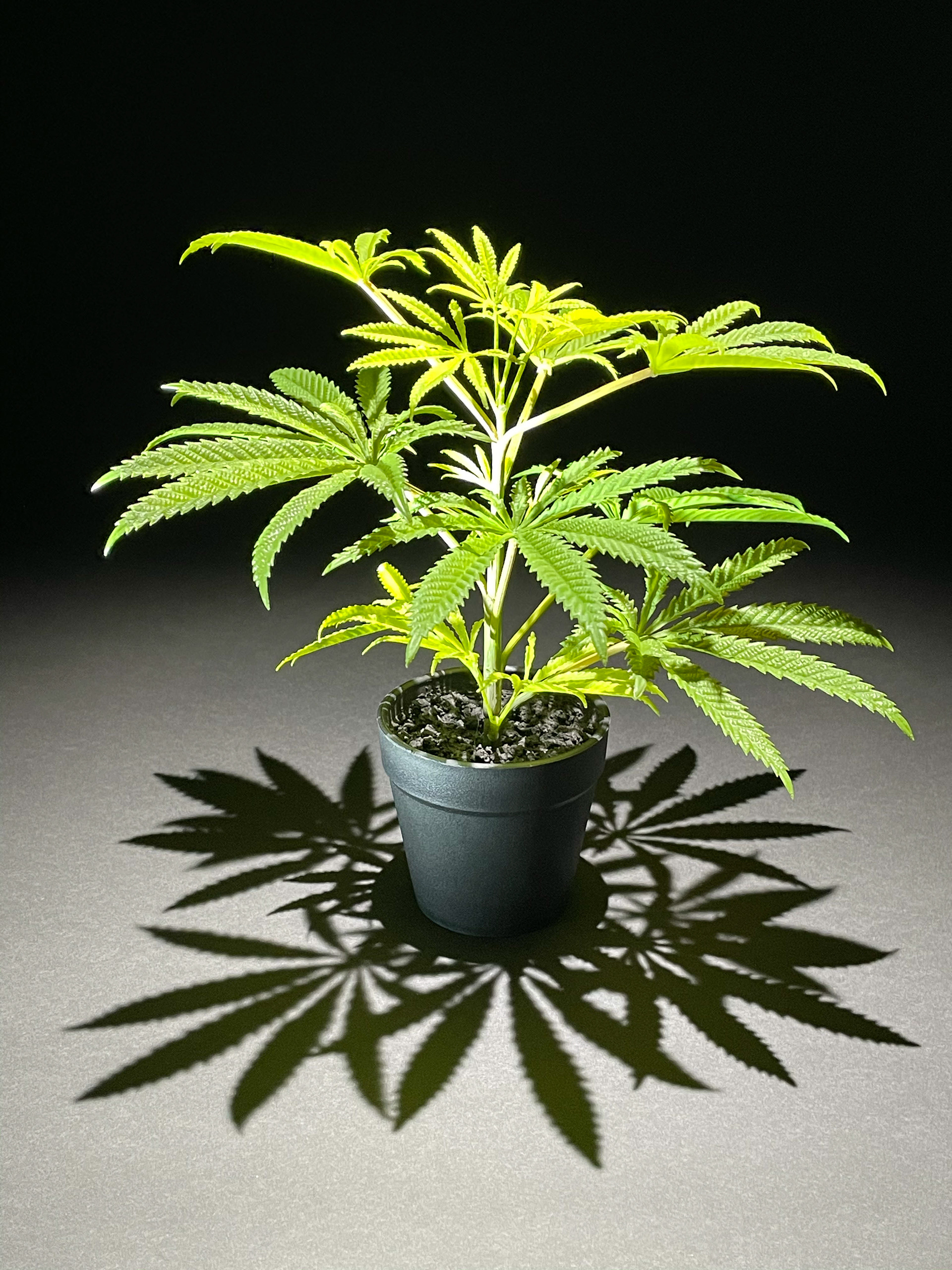 25CM MONA LIFA