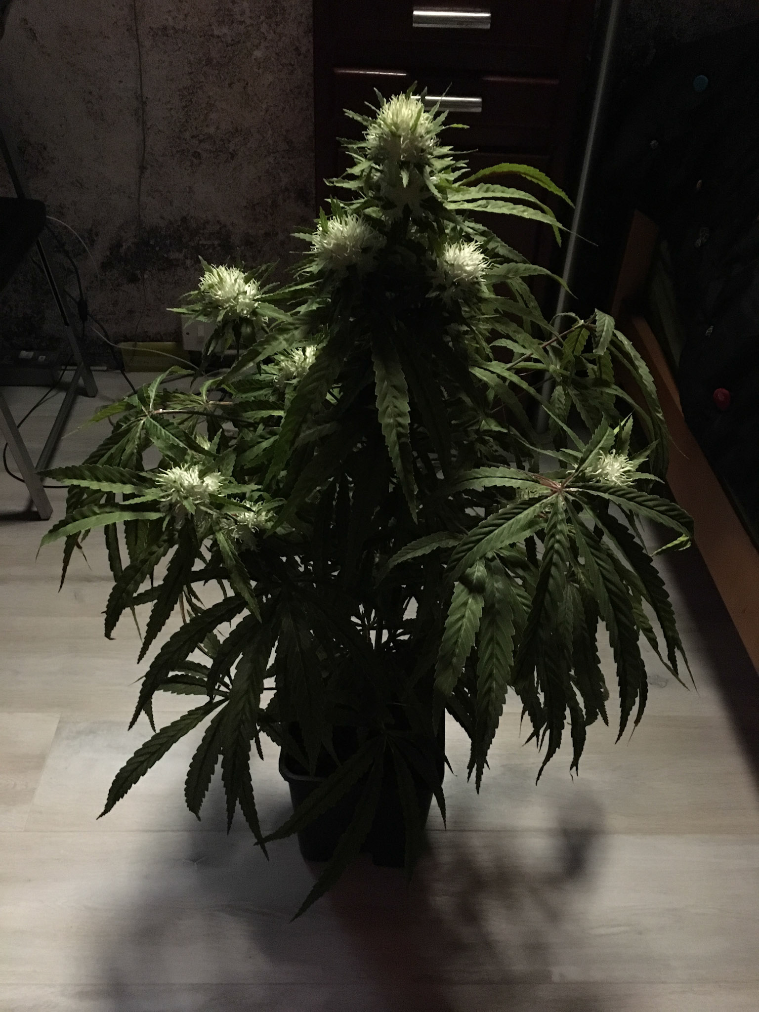 SUPER HERO SATIVA 3ft
