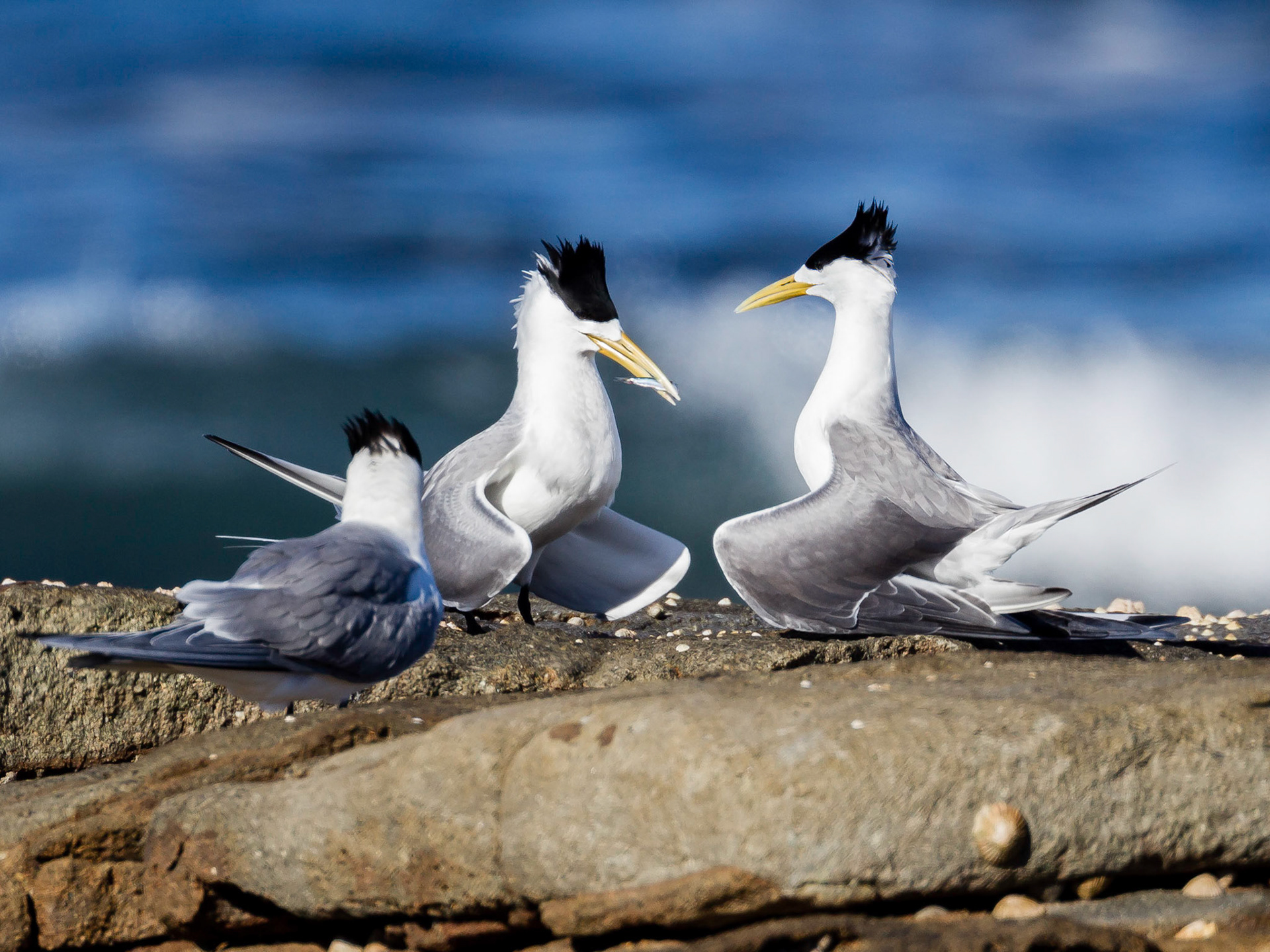 Crested Terns - Yamba