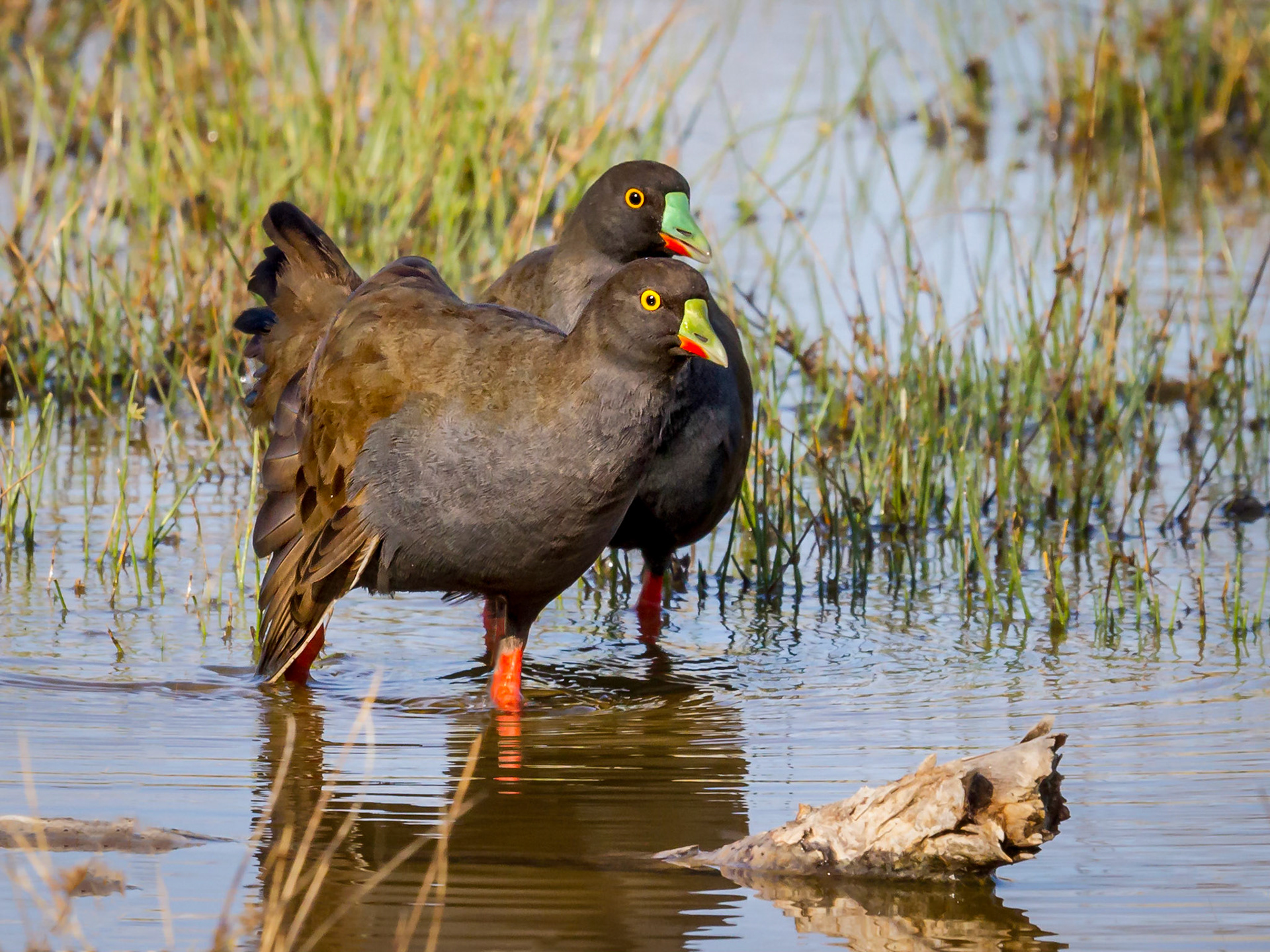 Black-tailed Native-hens - Bowra Sanctuary