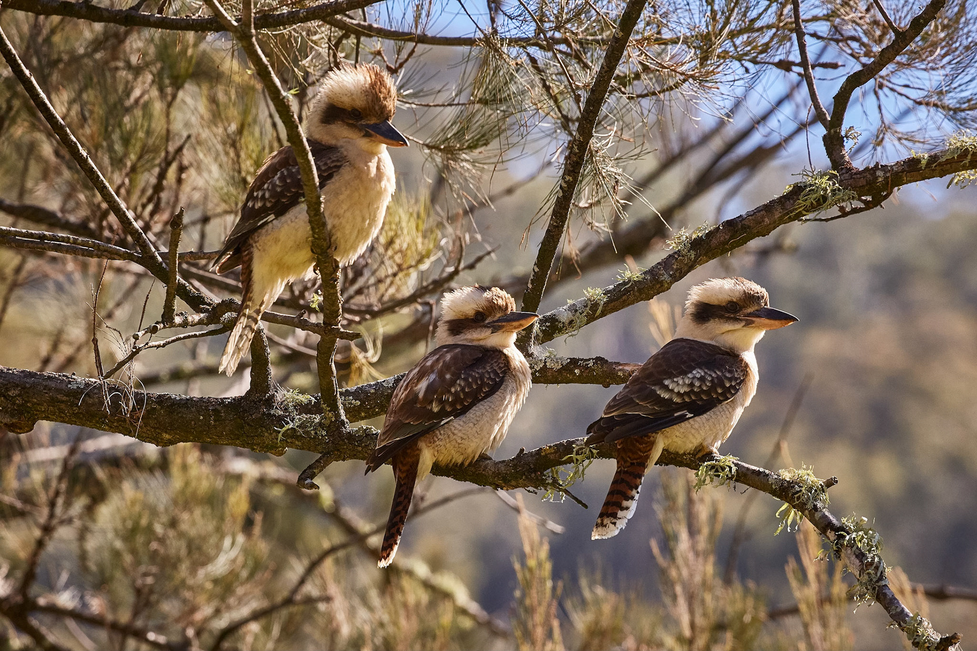 Kookaburras - Goomburra NP