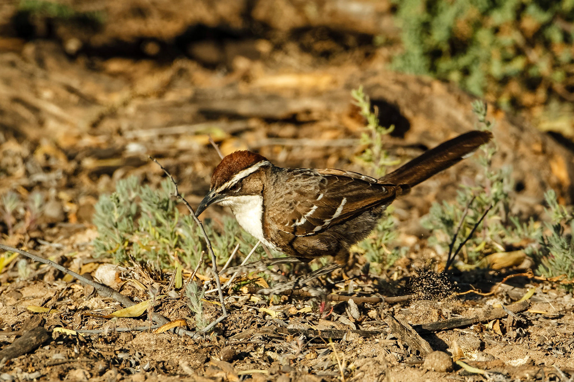 Chestnut-crowned Babbler - Bowra Sanctuary
