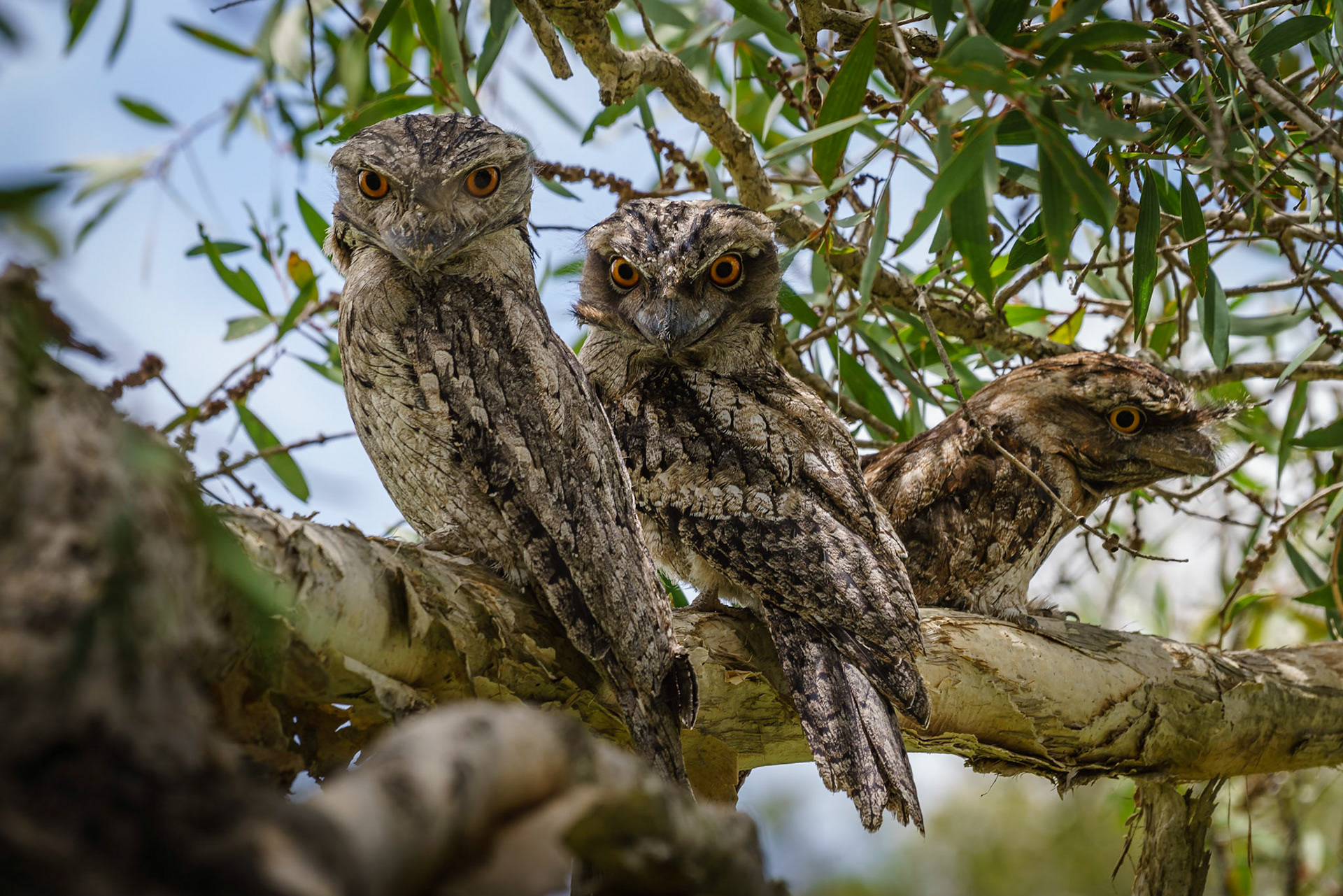 Tawny Frogmouths - Manly West