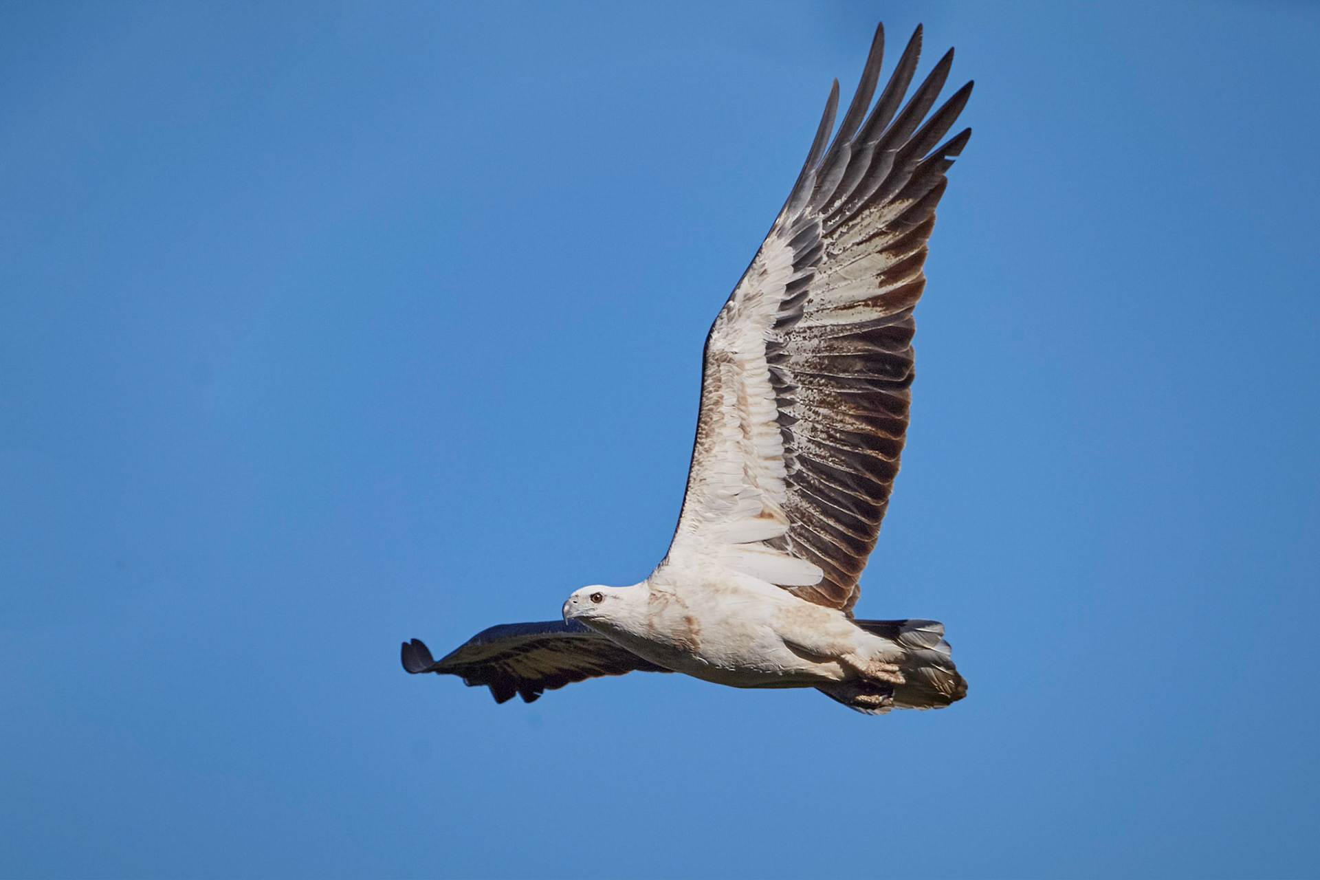 White-bellied Sea-Eagle (immature) - Old Beaudesert (Bird) Road Boonah