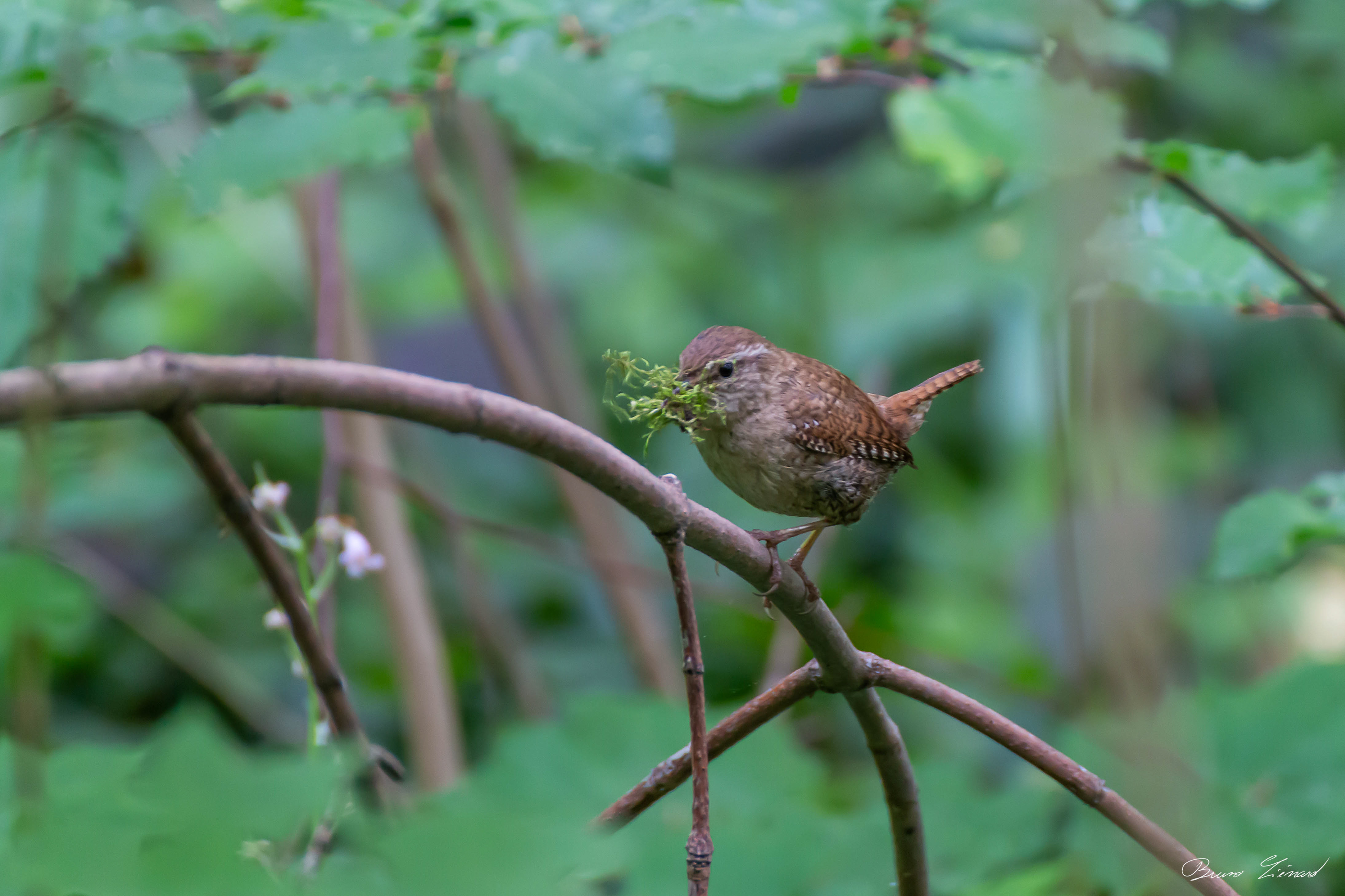 Troglodyte mignon