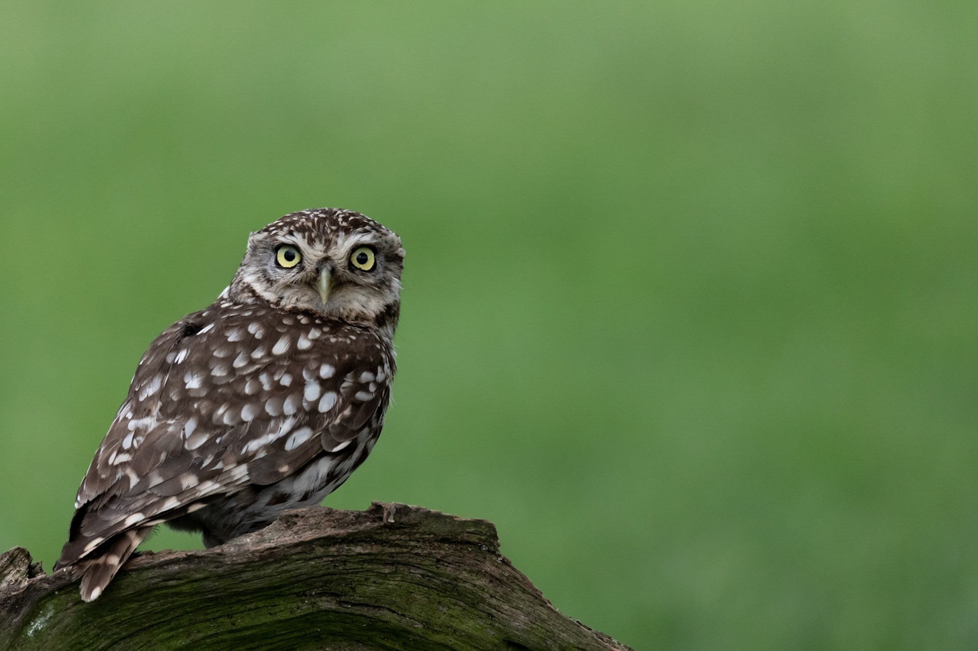 Rob Lamont Photography - Little Owls