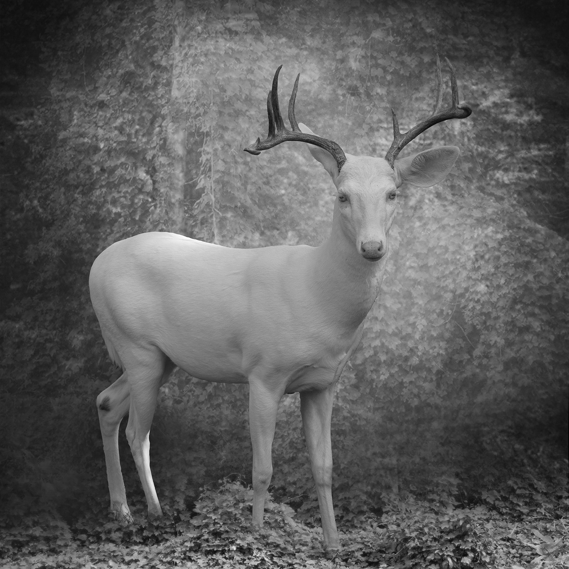 Karey Walter / Marietta, GA -- Casper -- 2020, Archival Pigment Print, Edition-N/A, 8x8 Print/Paper $125
