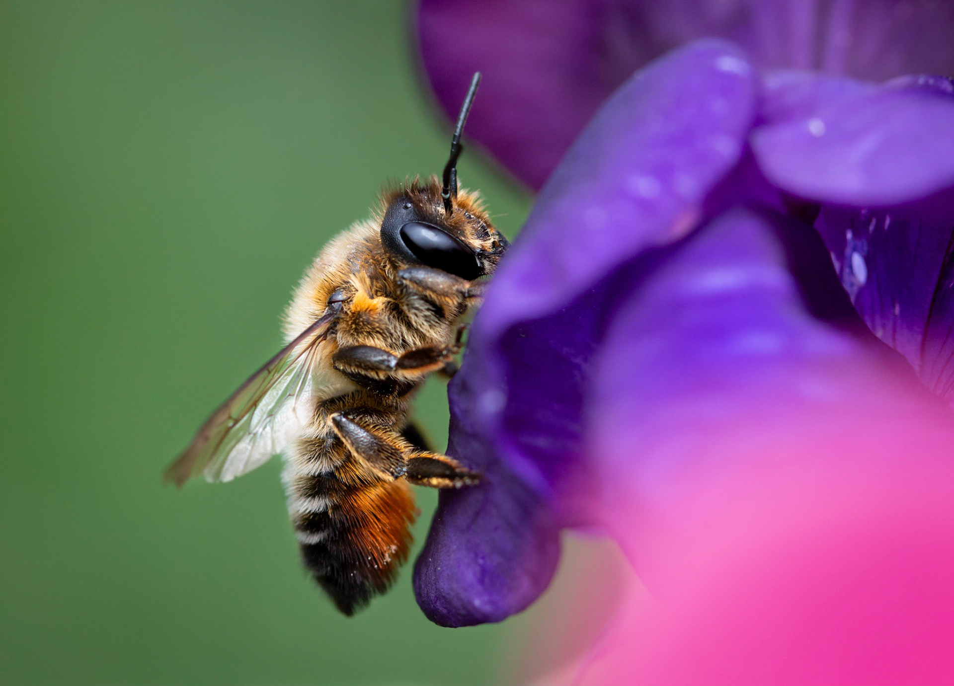 A bee from our garden in England