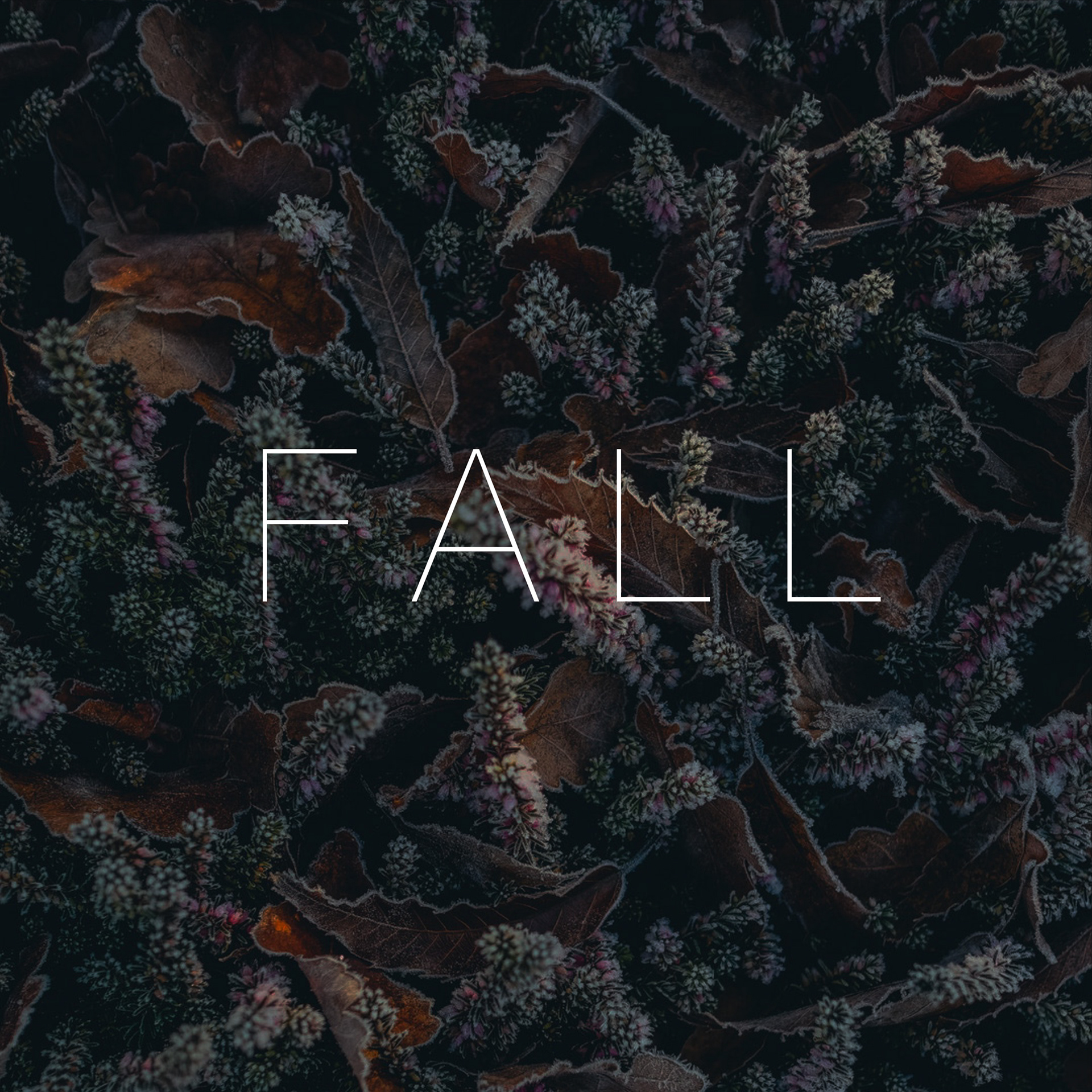 Fall leaves