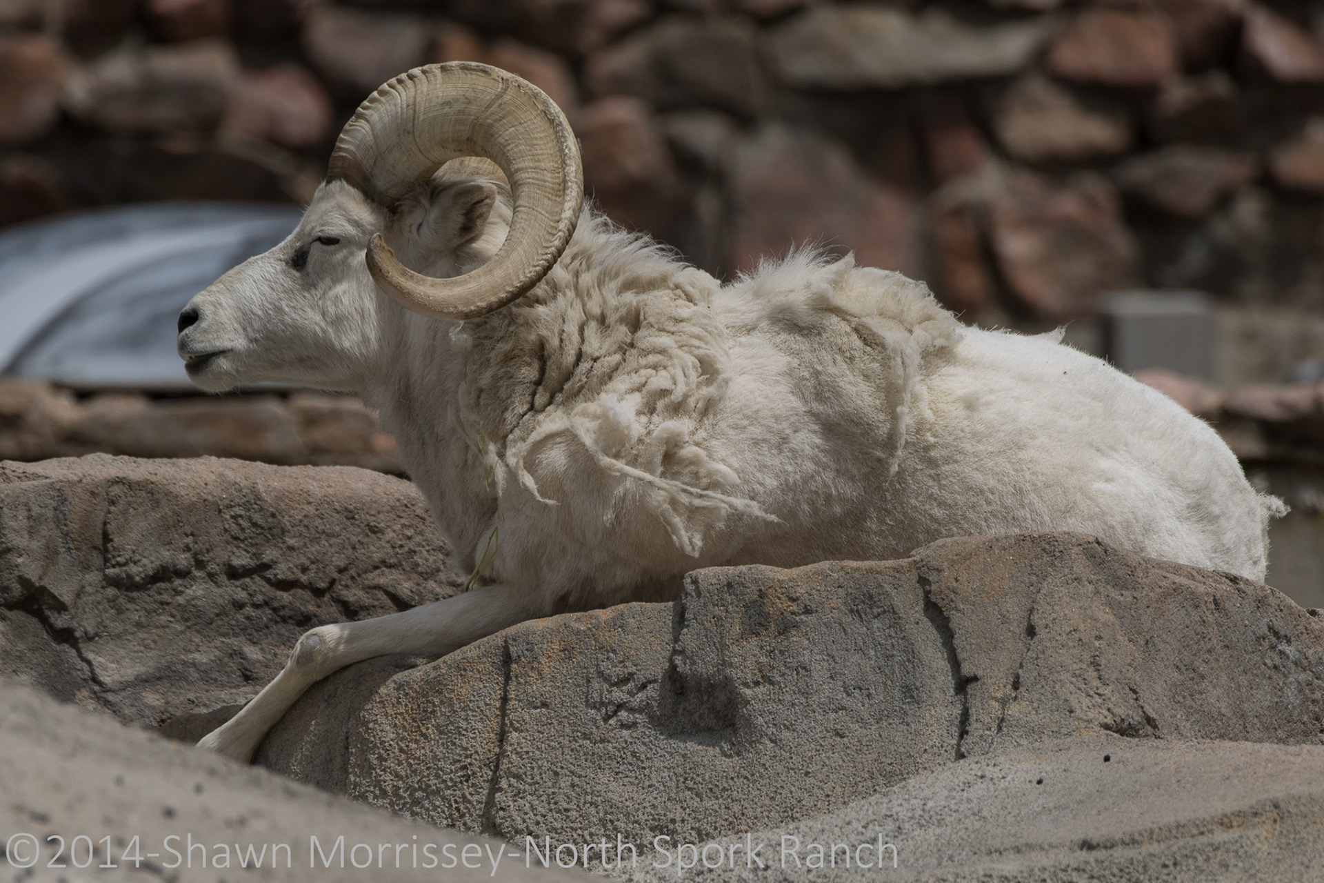 Snoozing Bighorn Ram
