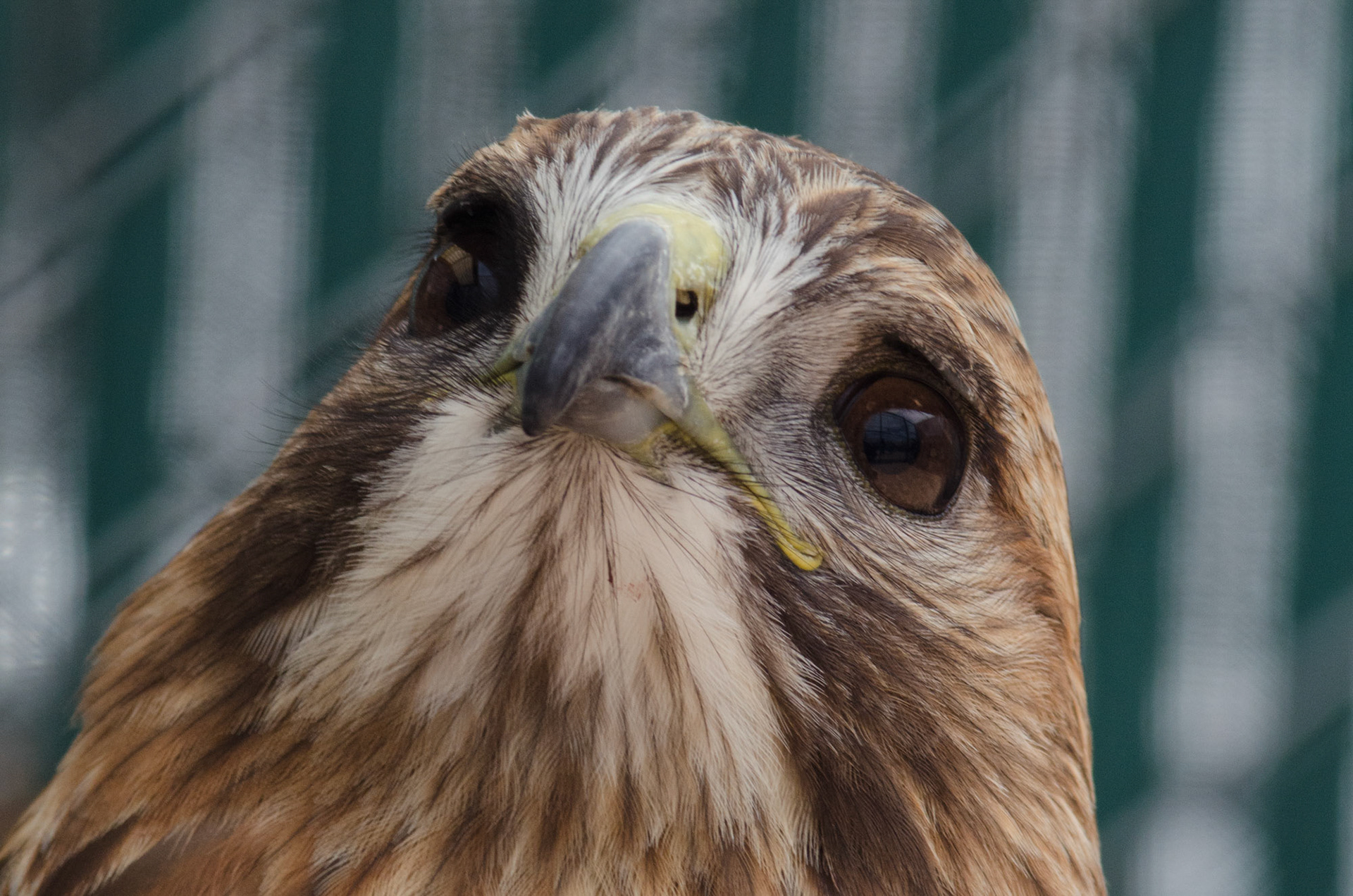 At Raptor Education Foundation, Brighton, CO, USA