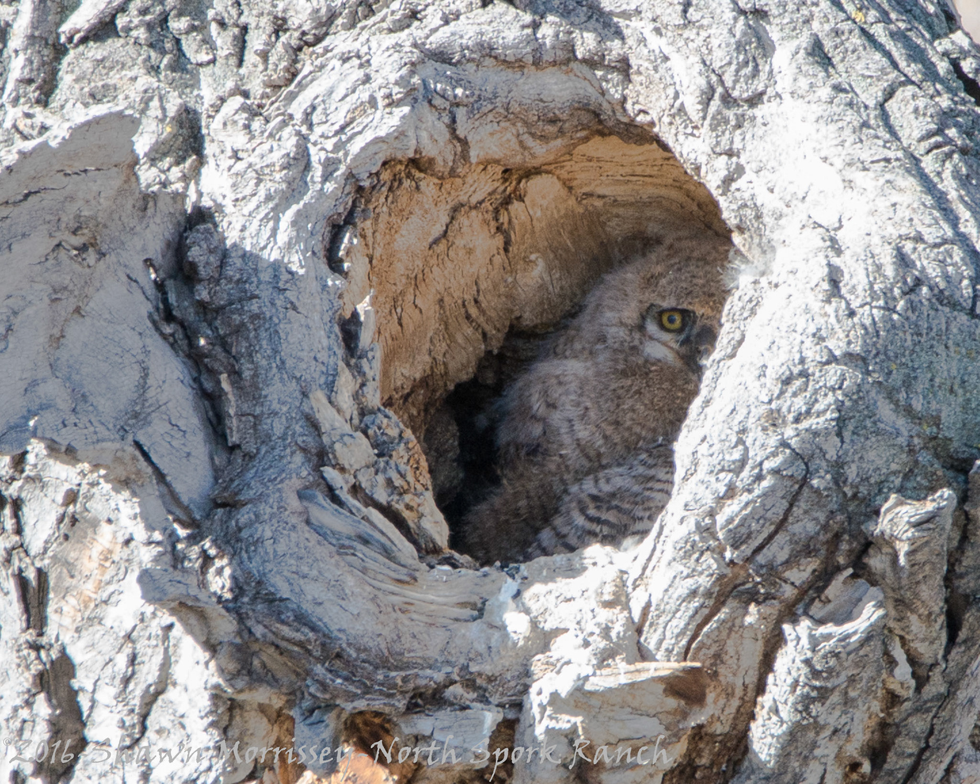 GH Owlets