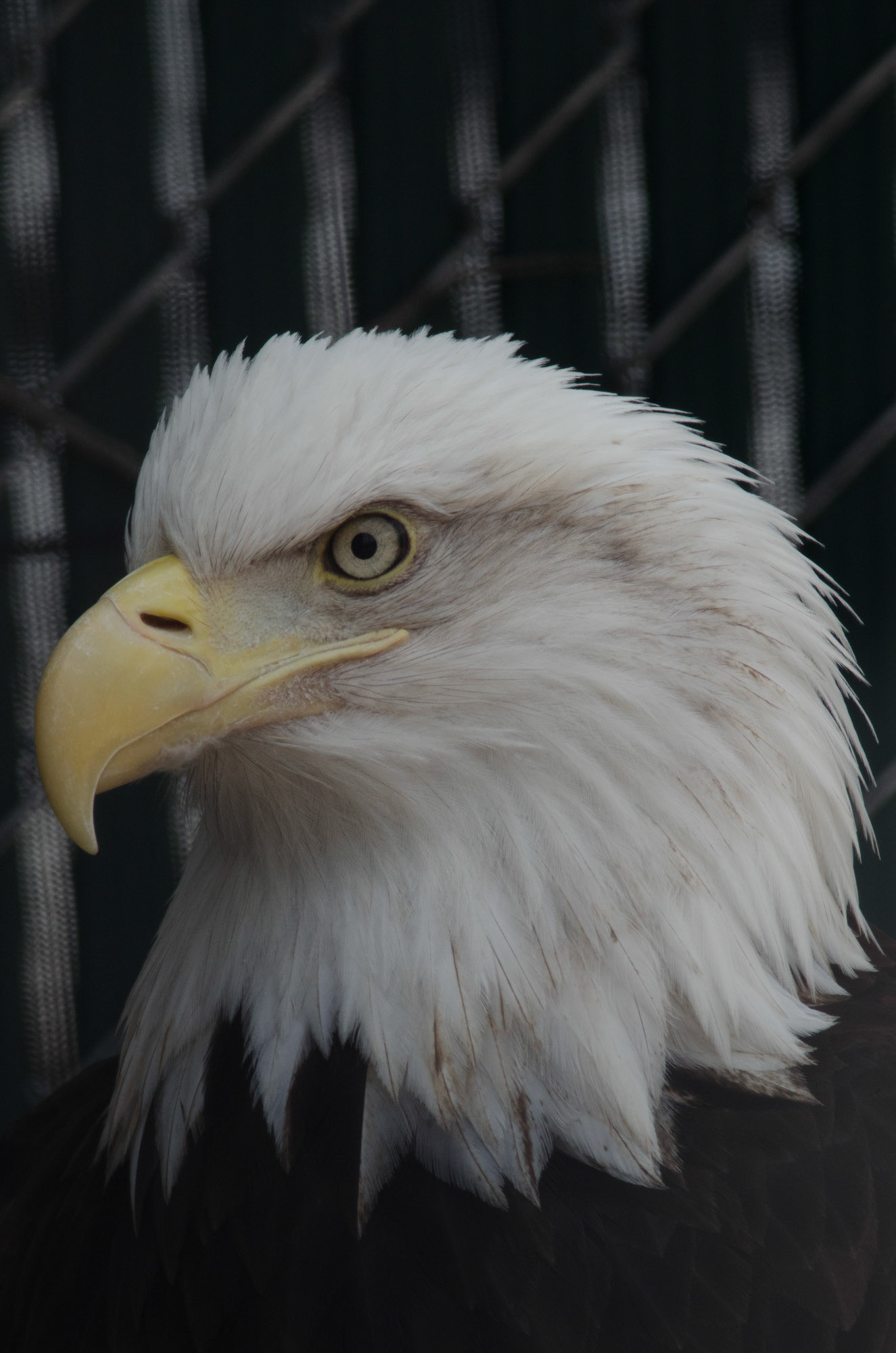 At Raptor Education Foundation, Brighton, CO, USA