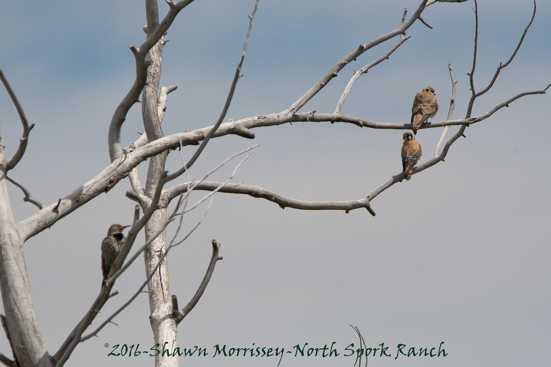 Kestrel pair sharing tree with Norther Flicker