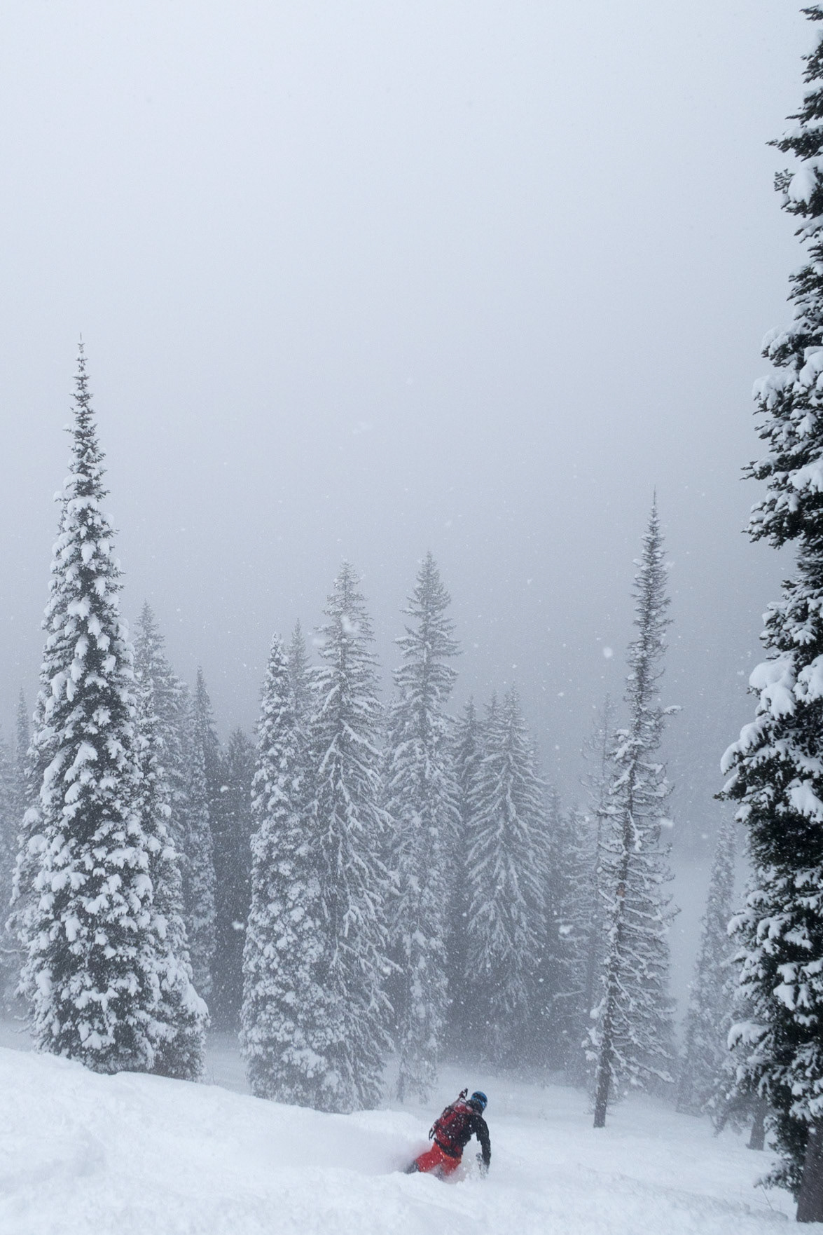Skiing in snowfall in Fernie