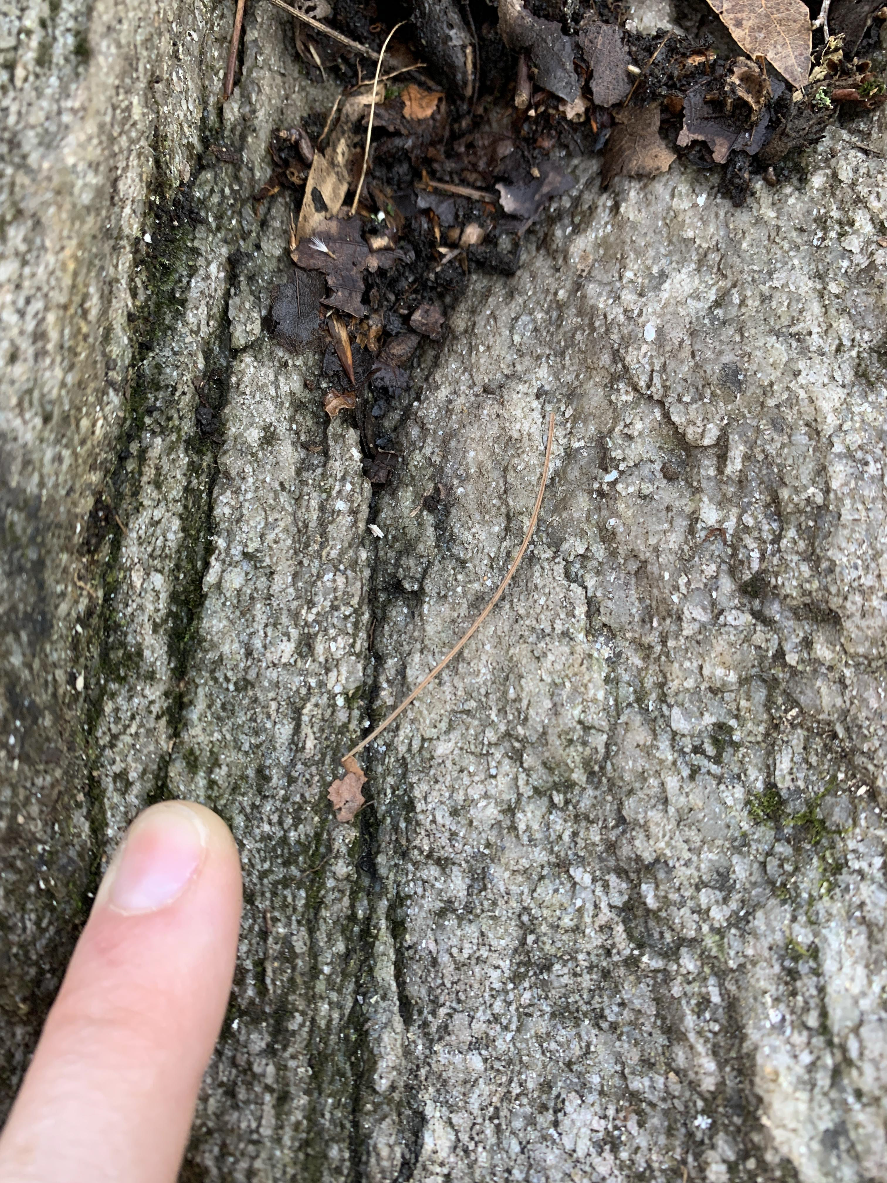 A finger points to a close up of the rock. It has white minerals and dark minerals interspersed somewhat homogeneously with no obvious layering. The white grains are sand-sized and the dark grains are smaller.