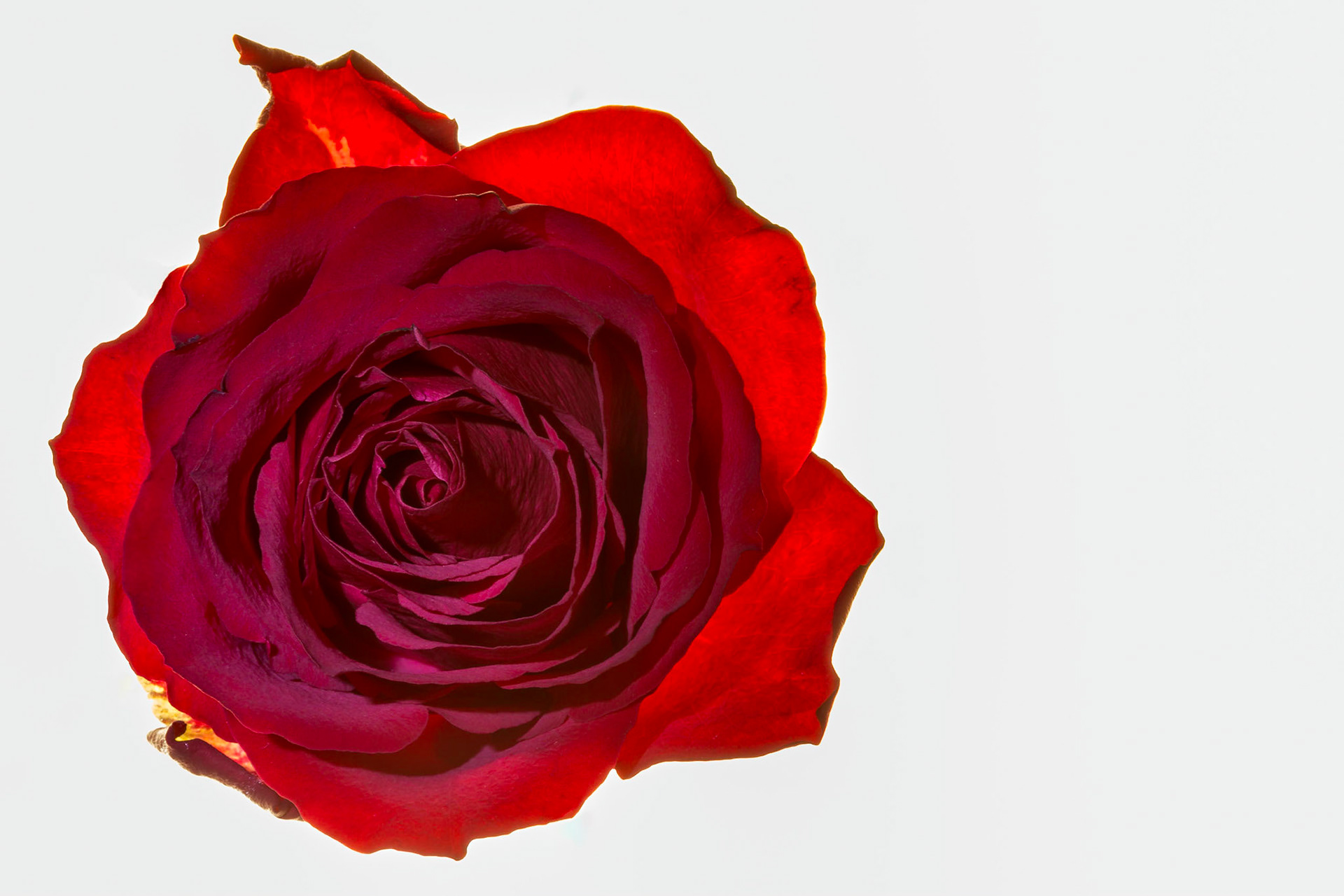 A single red rose