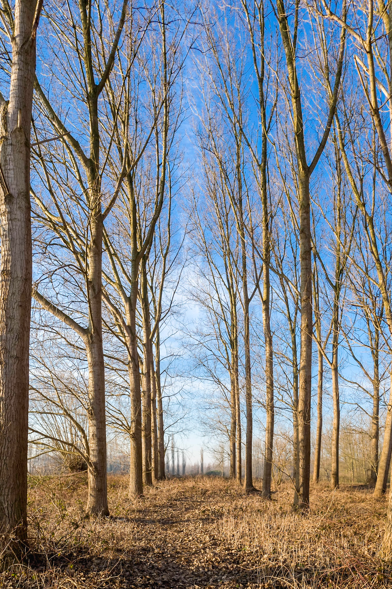 Narrow perspective view on tall leafless trees parallel