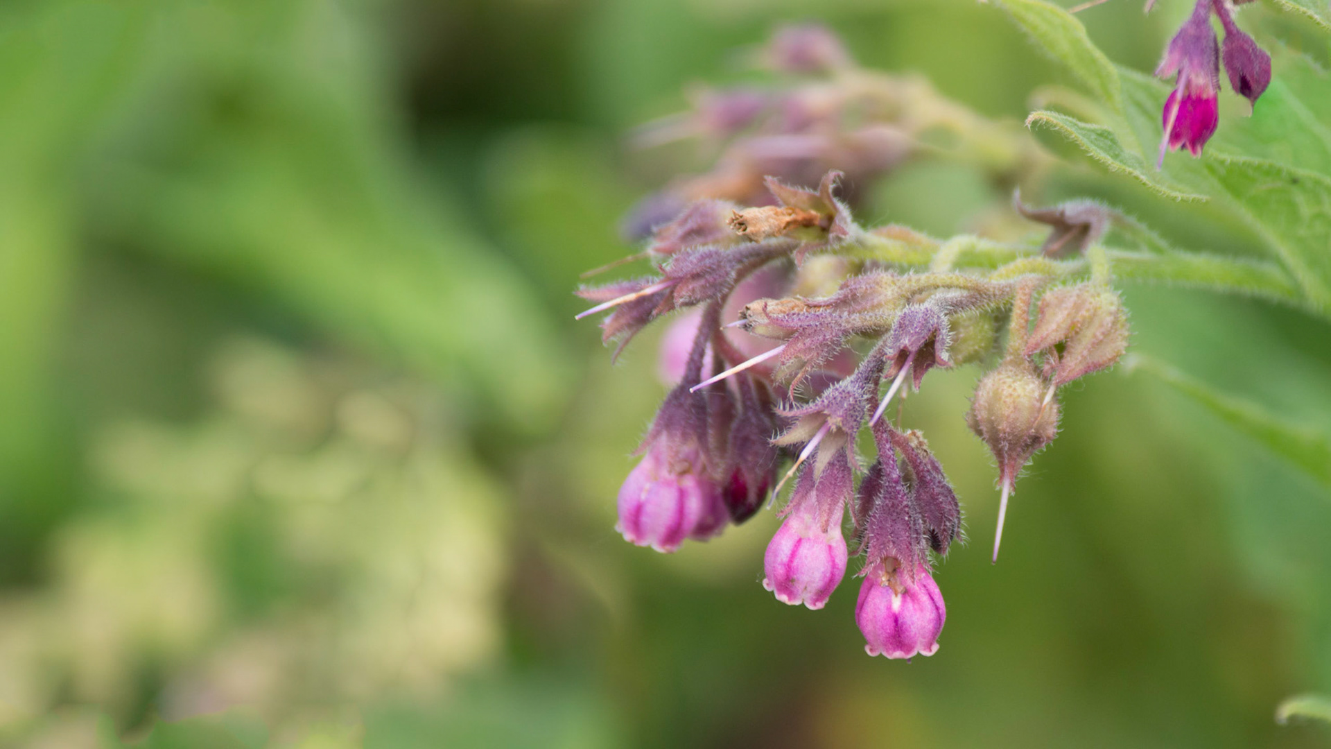 Symphytum officinale